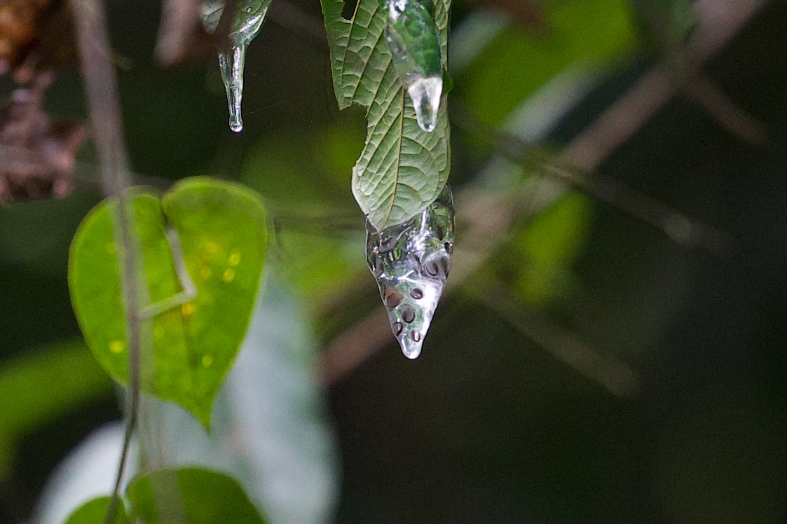 Glass Frog eggs