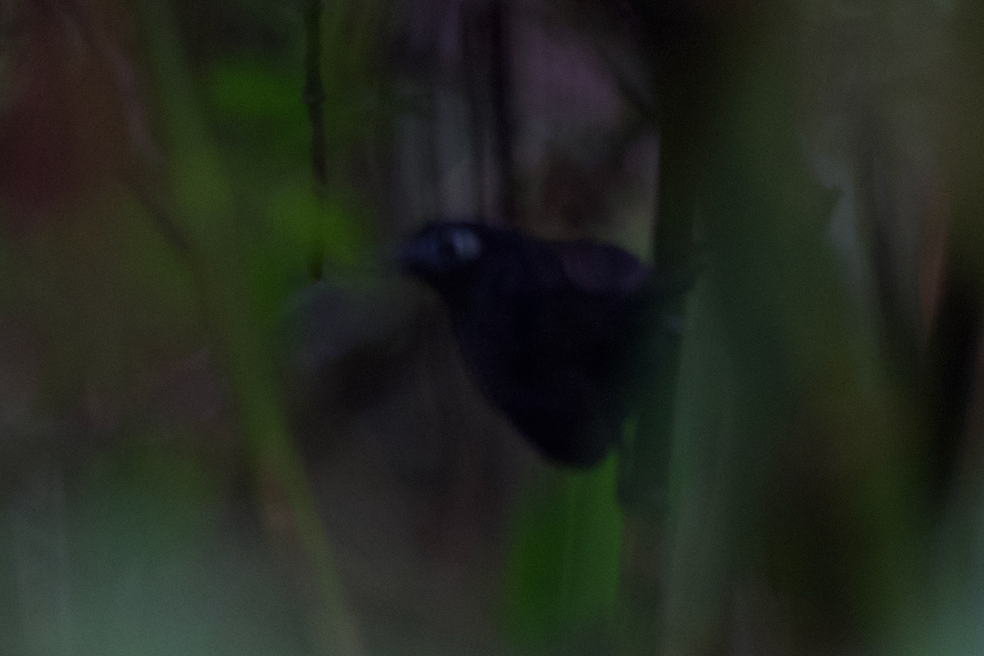 Pathetic excuse of a photo of a Zeledon's Antbird