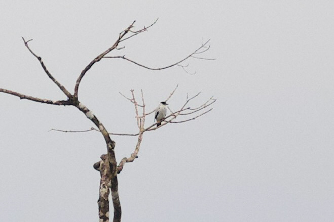 Black-crowned Tityra