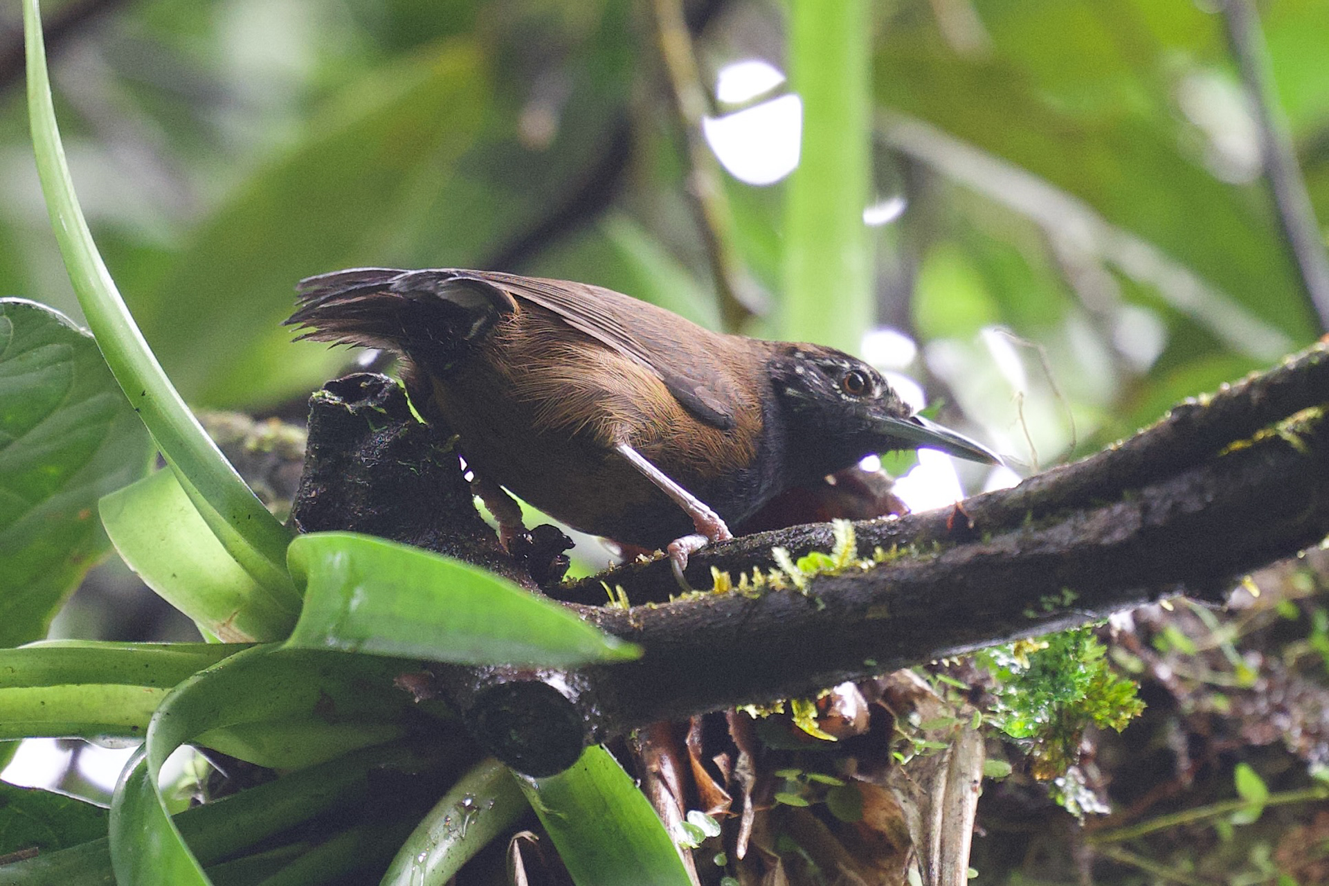 Black-throated Wren