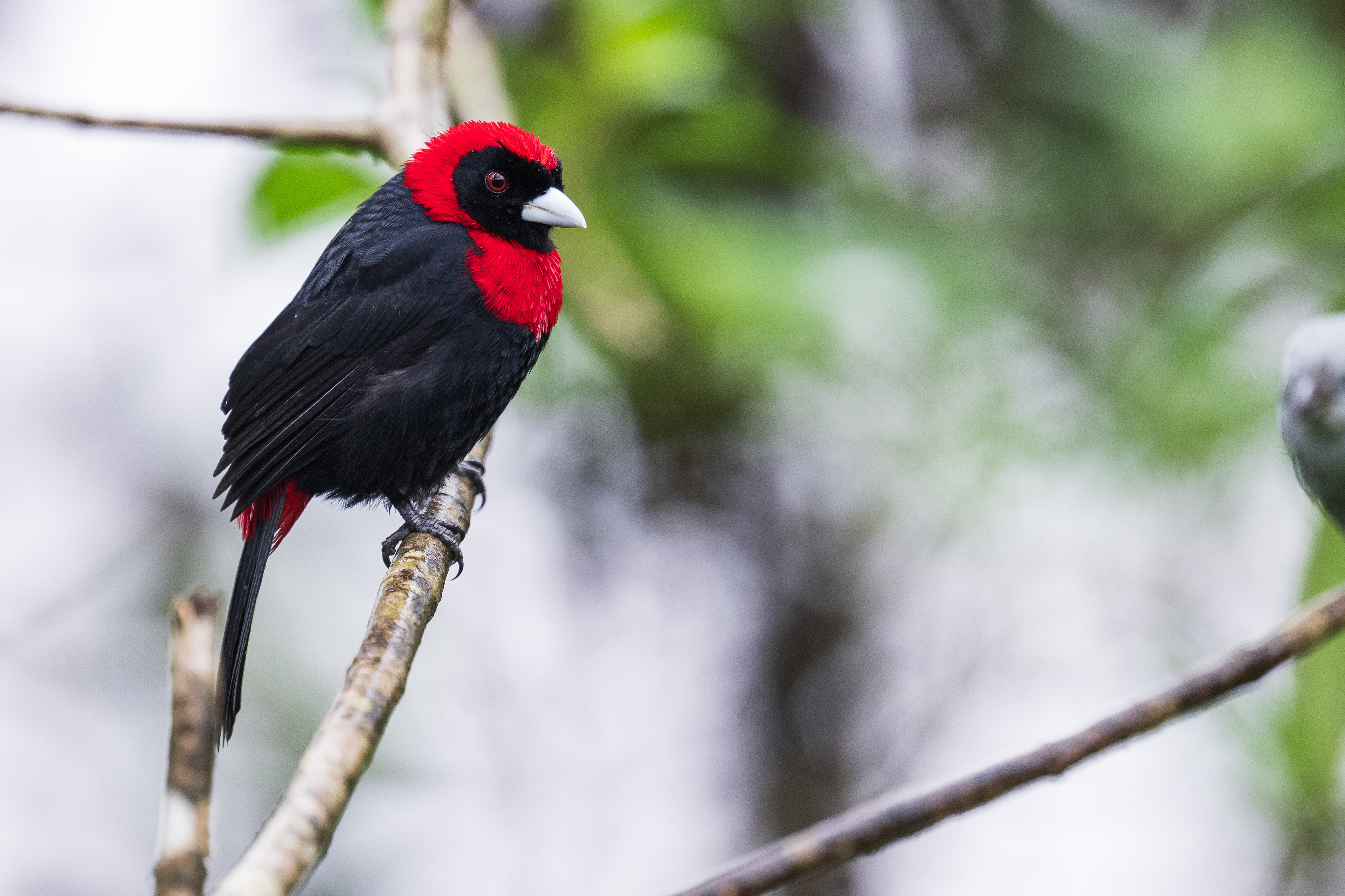 Crimson-collared Tanager