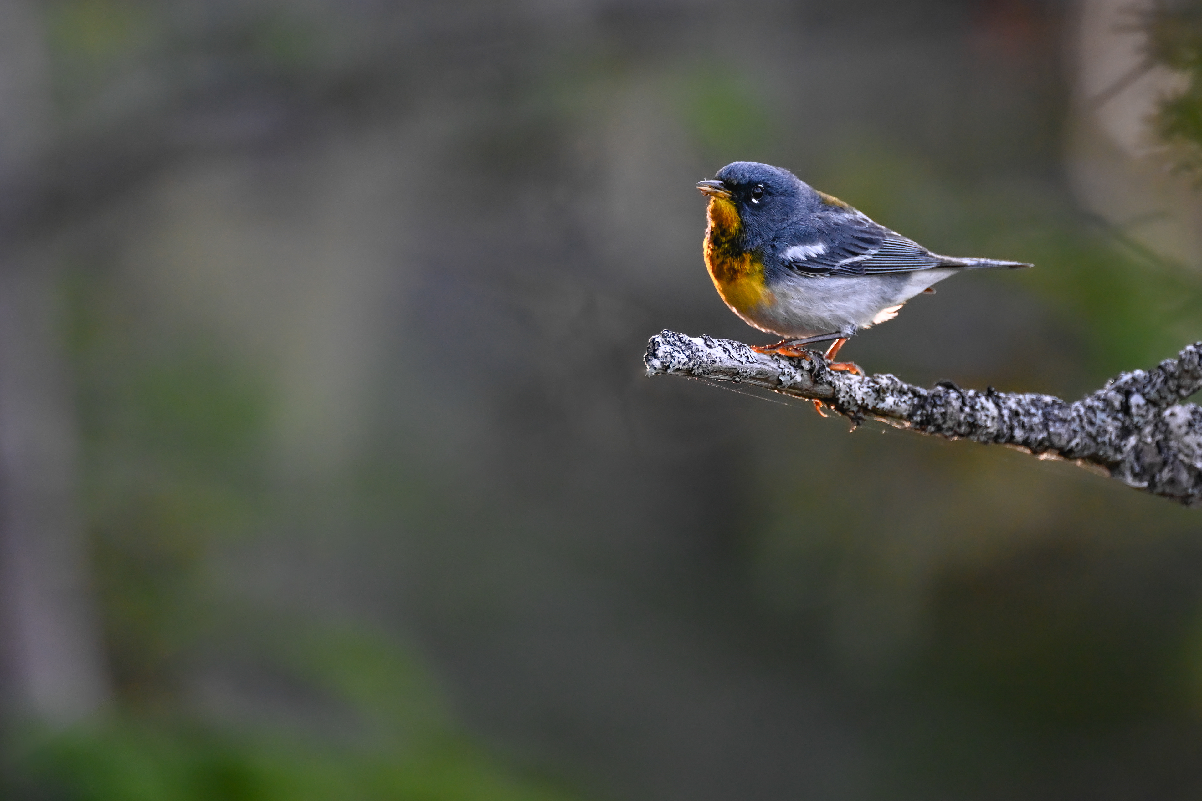 Northern Parula