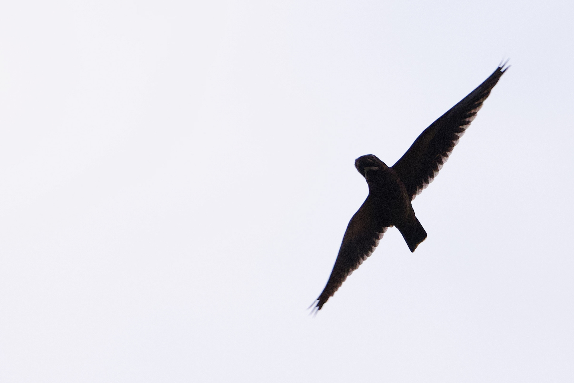 Short-tailed Nighthawk