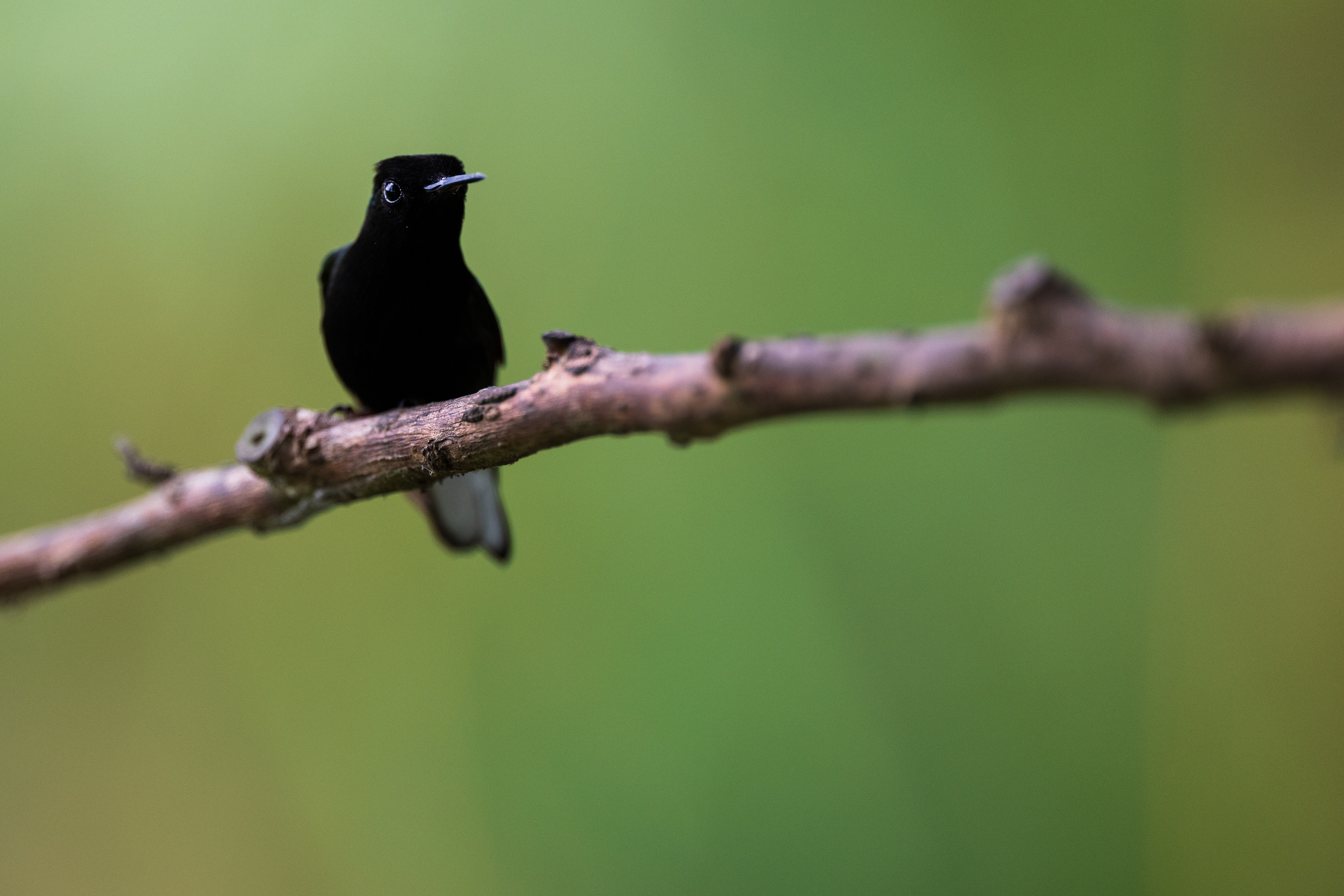 Black-bellied Hummingbird
