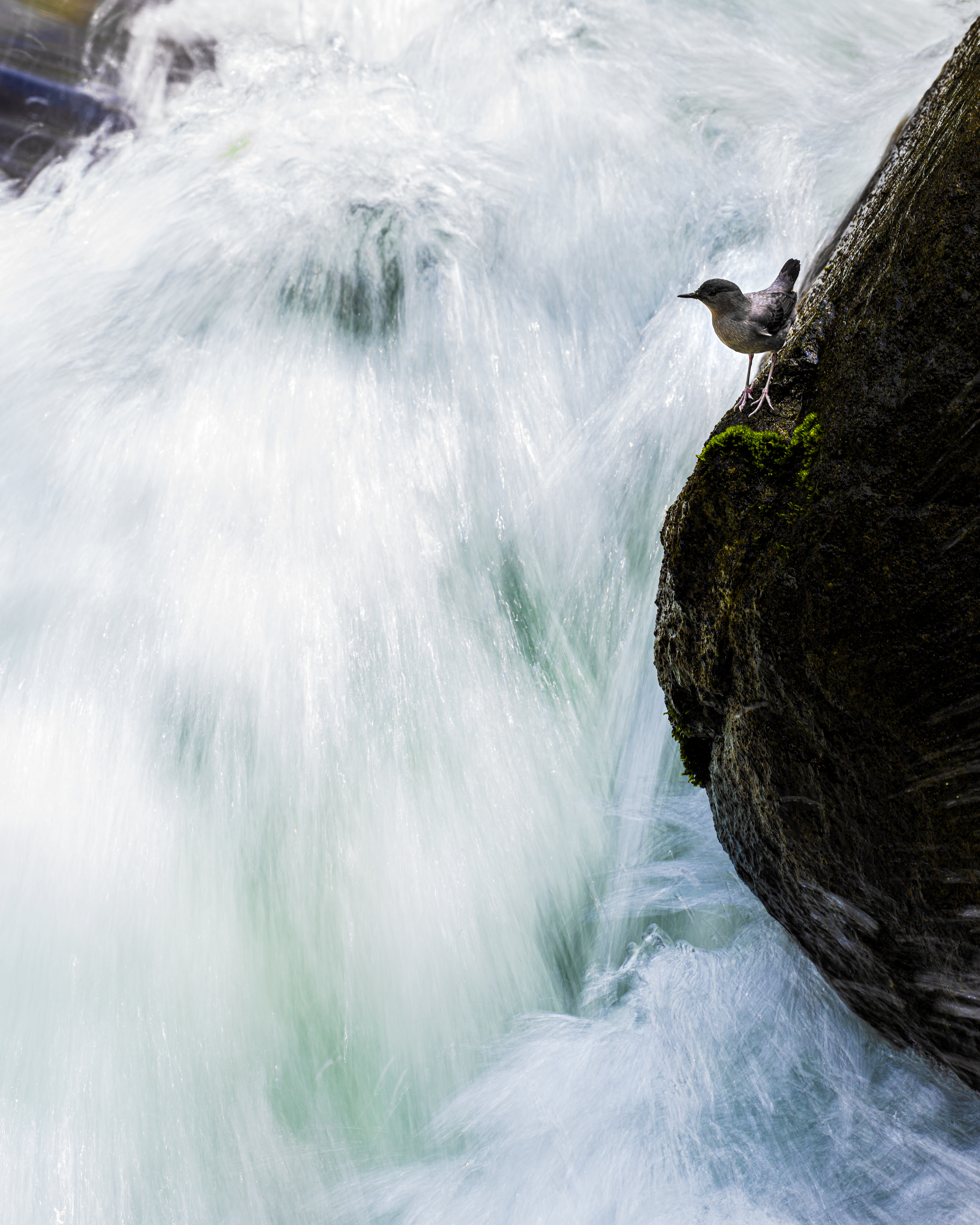 American Dipper
