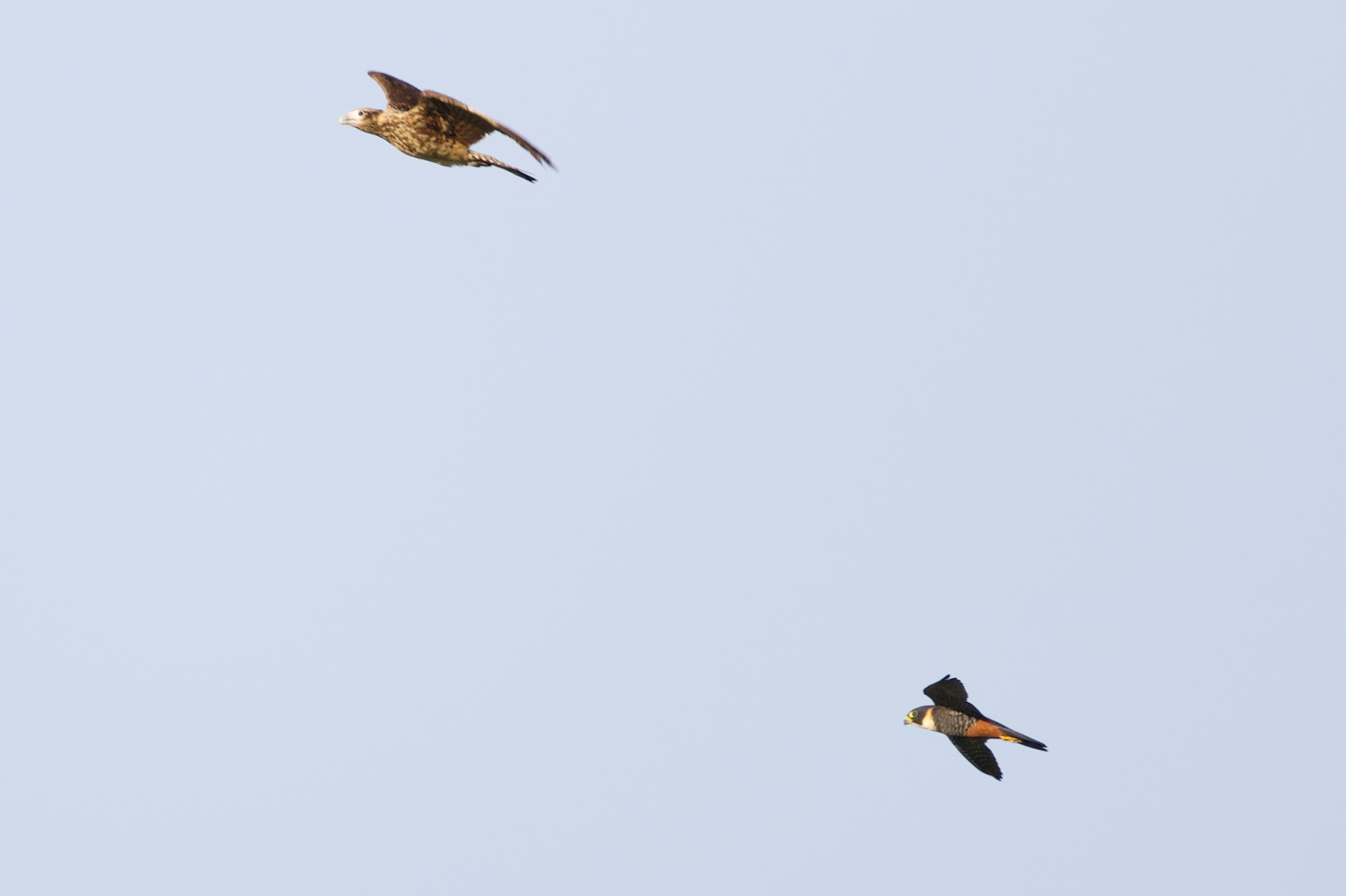 Yellow-headed Caracara and Bat Falcon