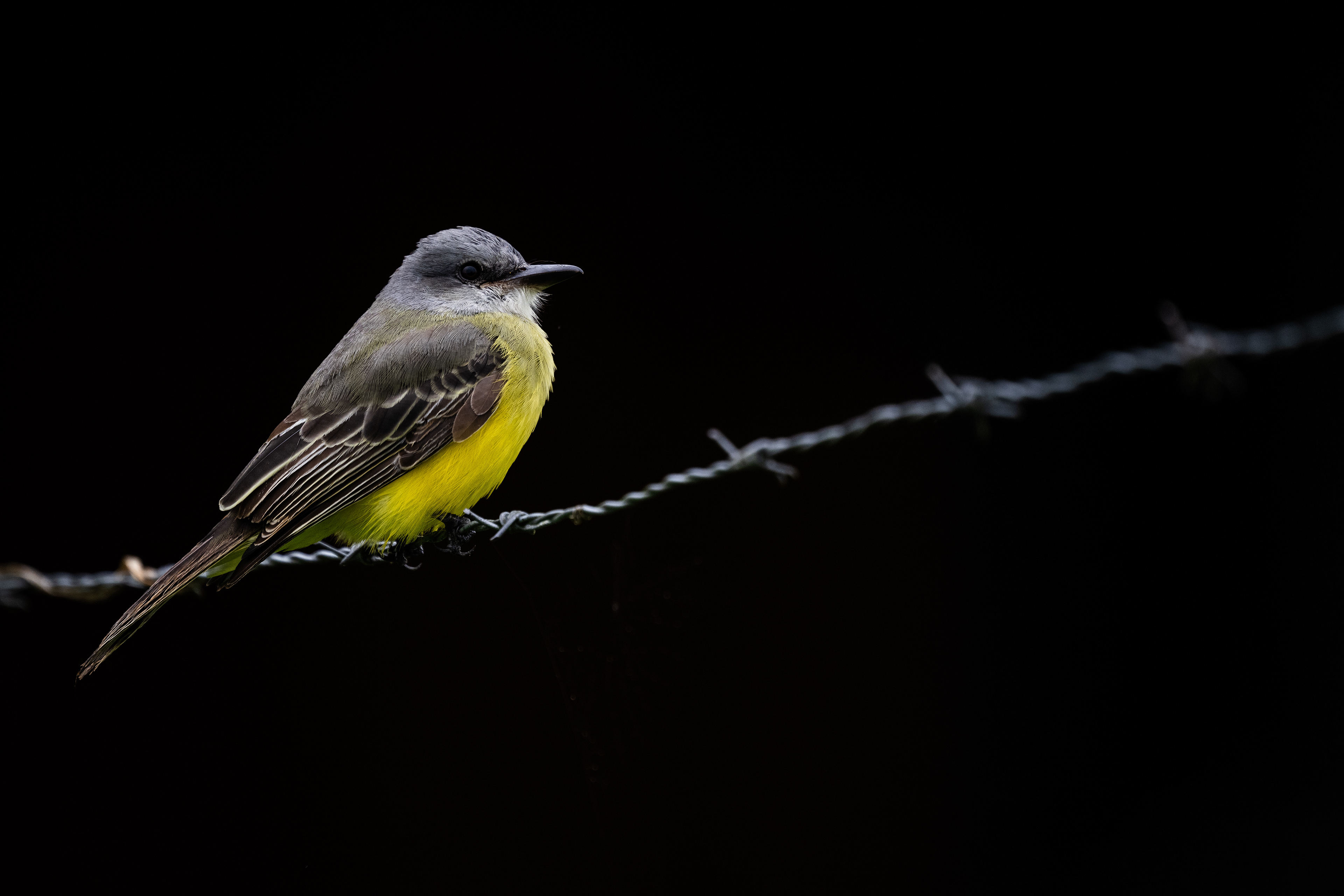 Tropical Kingbird