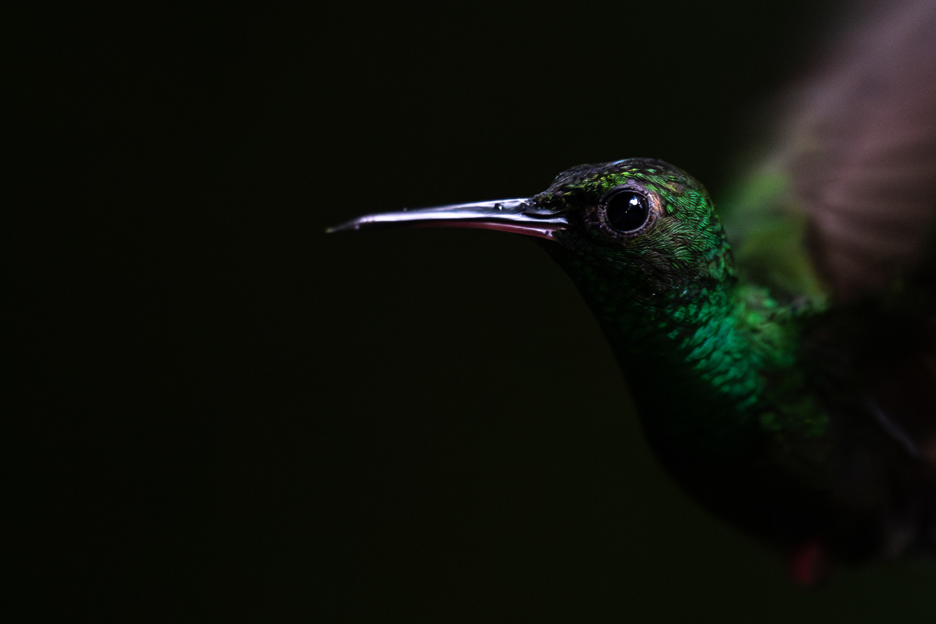 Bronze-tailed Plumeleteer