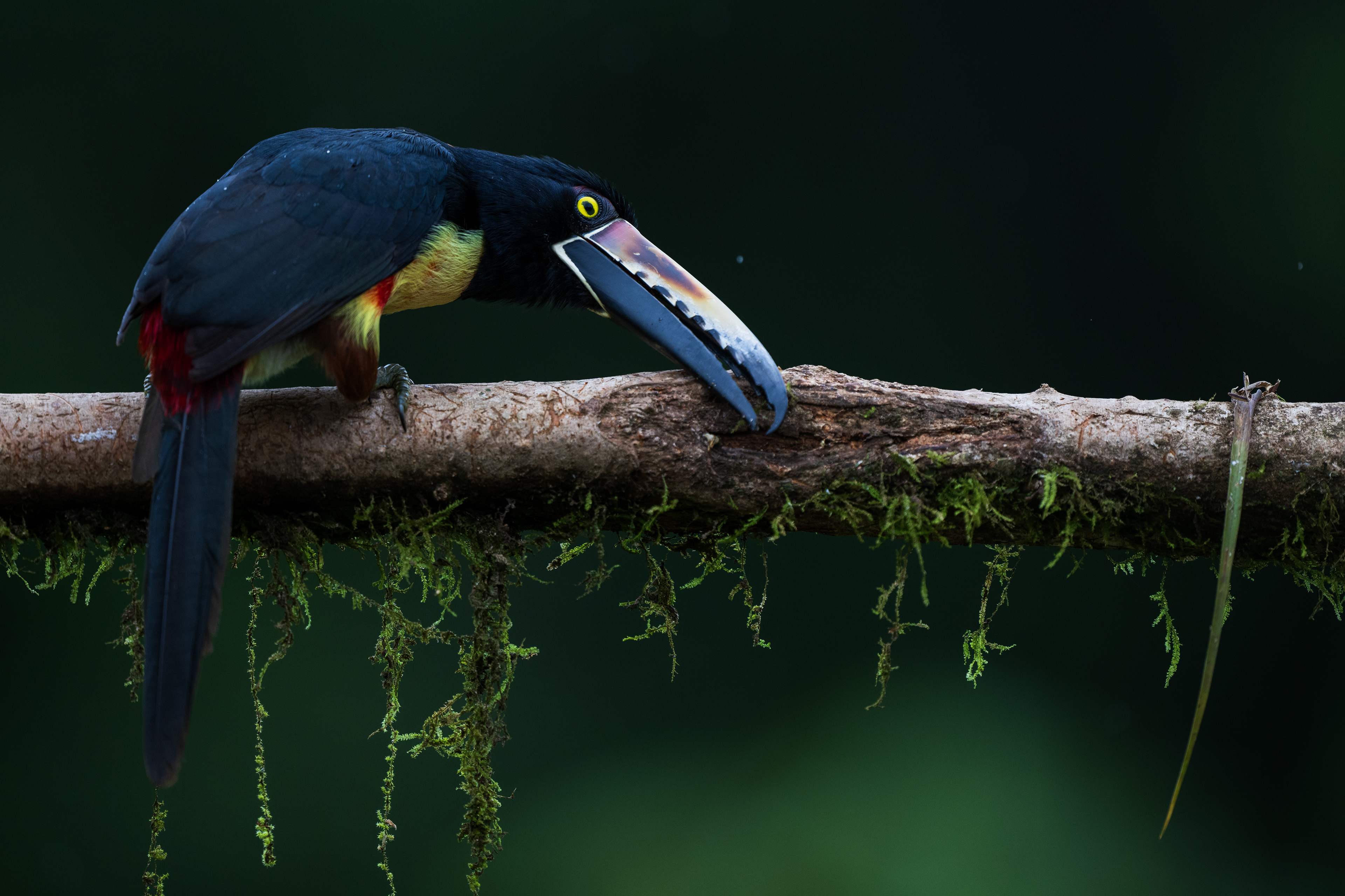 Collared Aracari