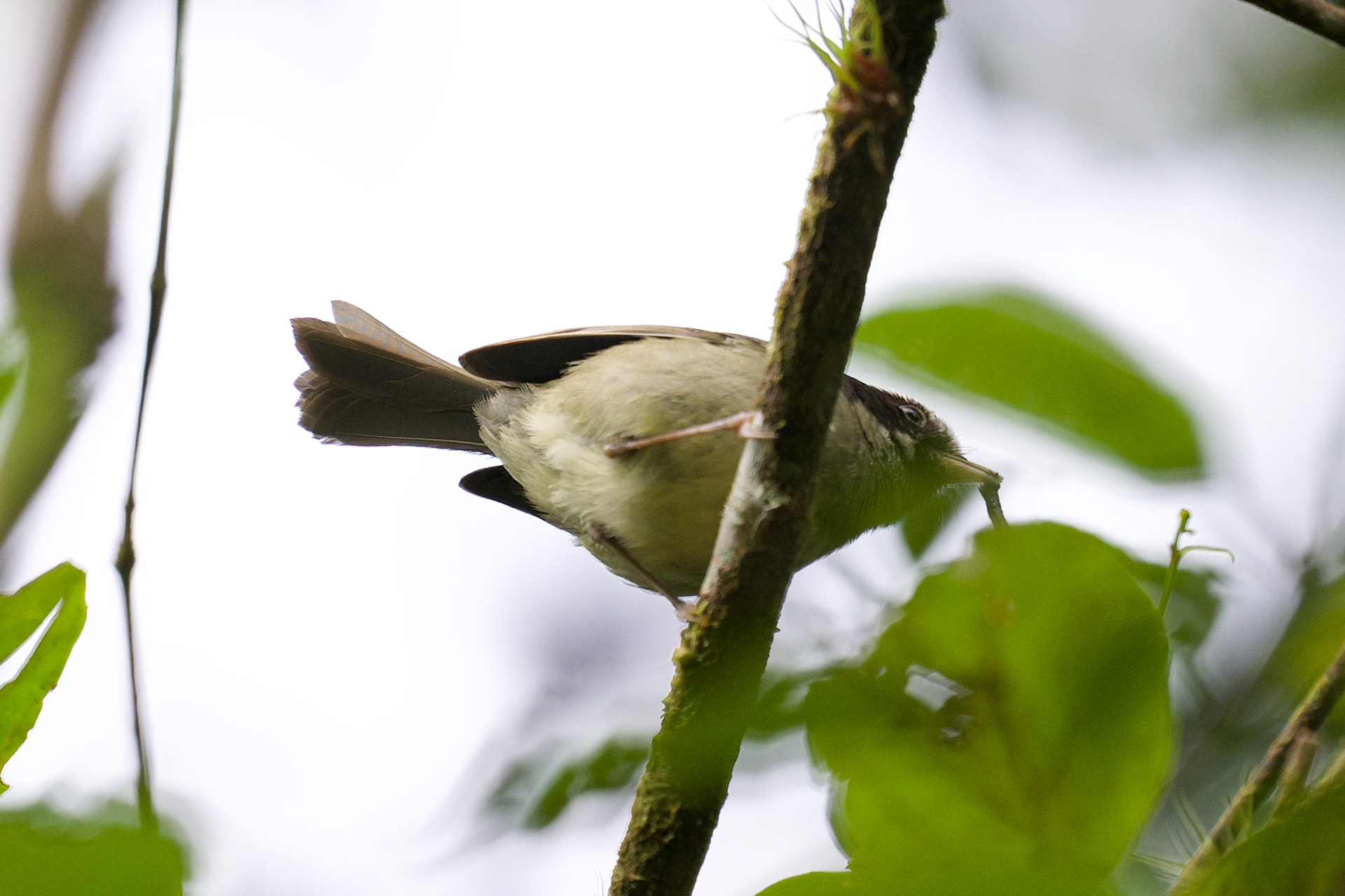 Black-cheeked Warbler