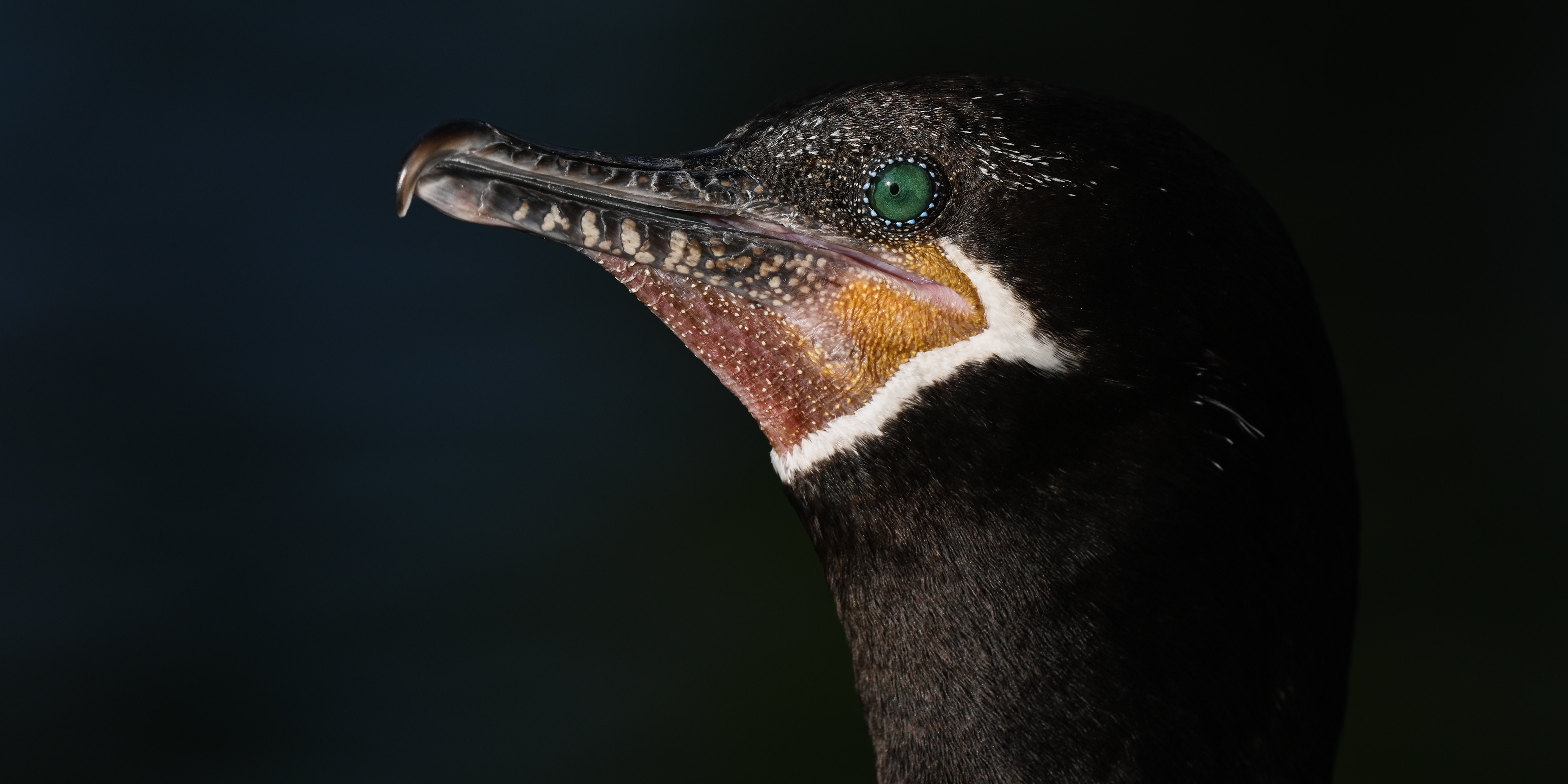 Neotropic Cormorant