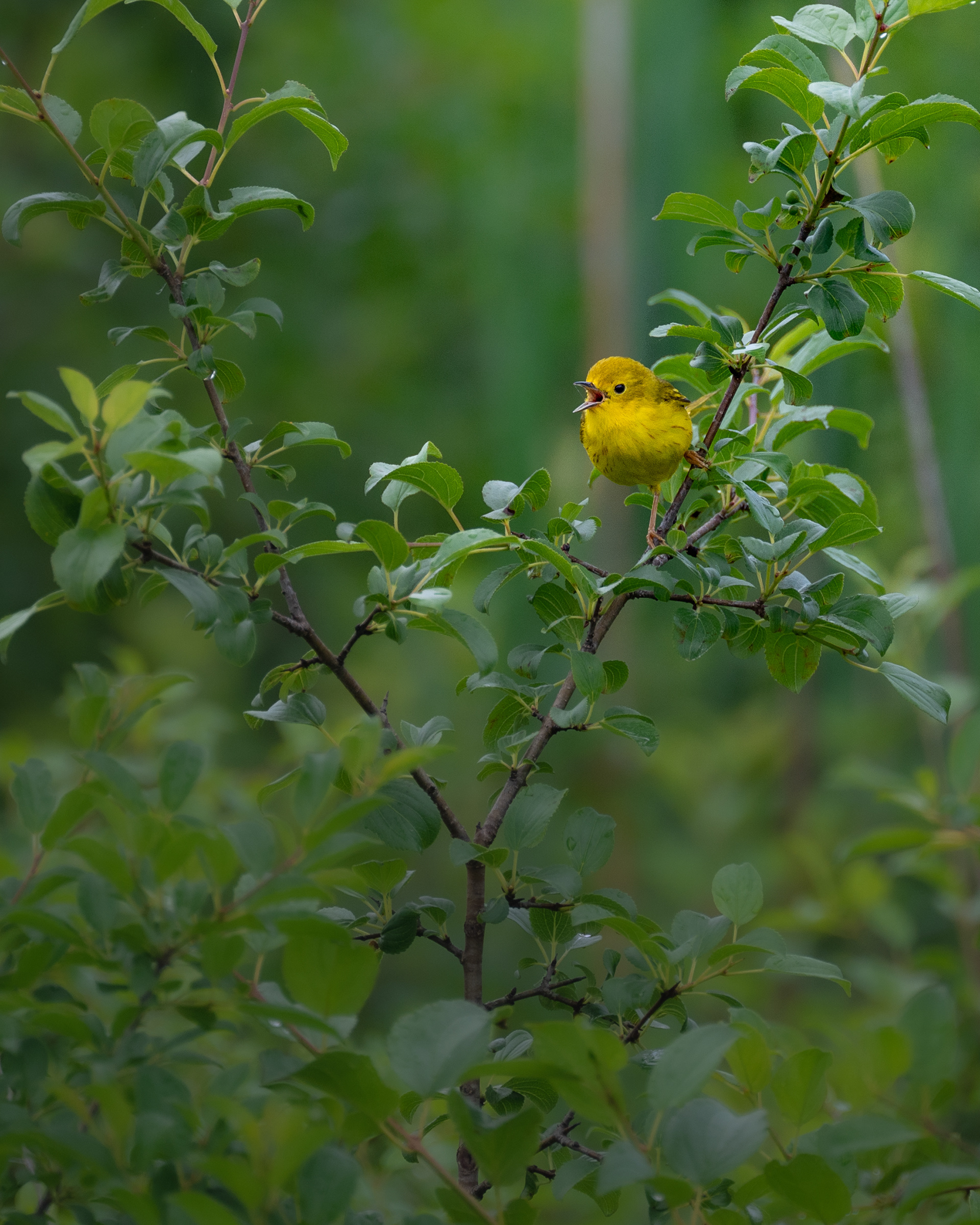 Yellow Warbler