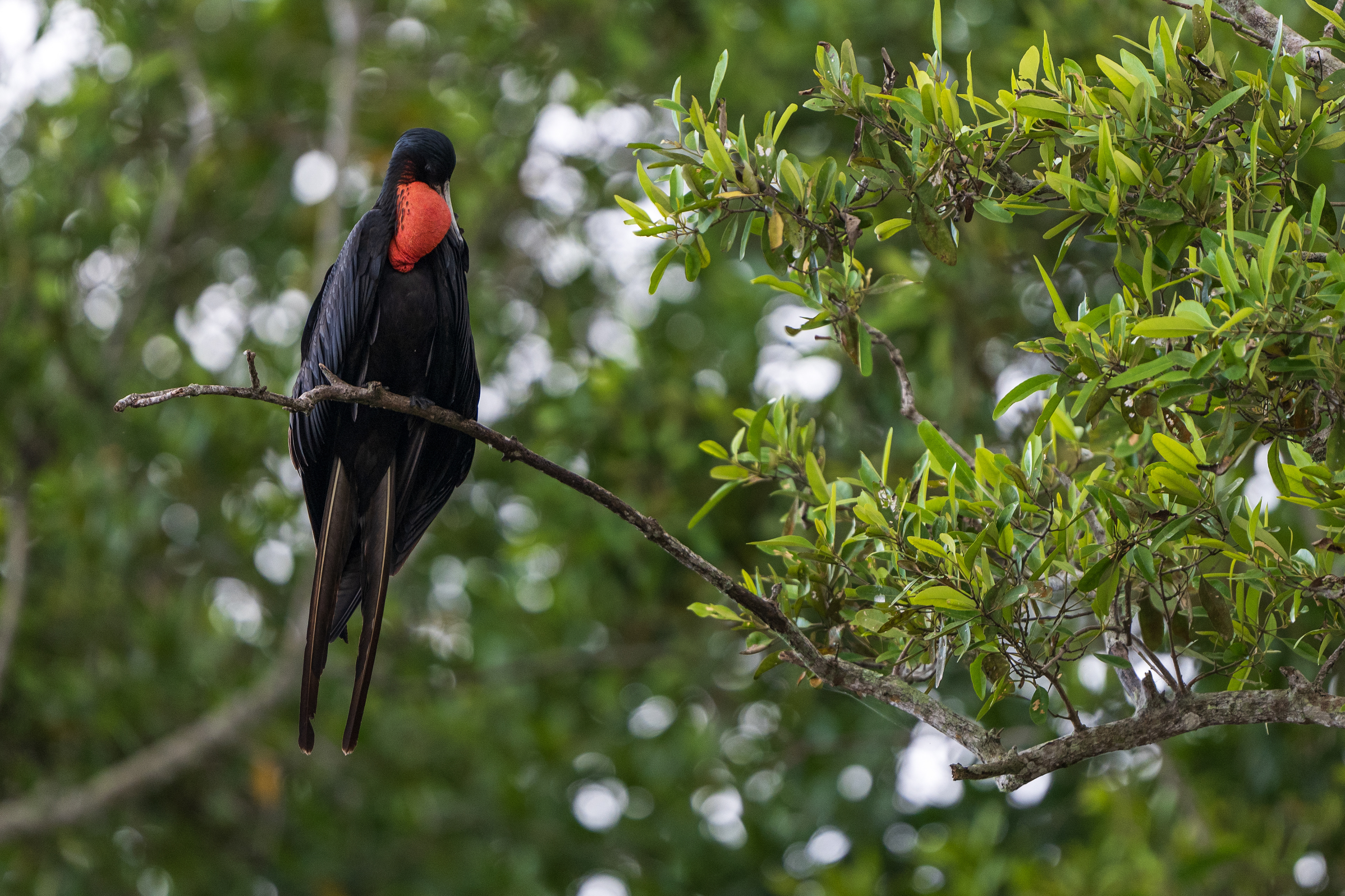 Magnificent Frigatebird