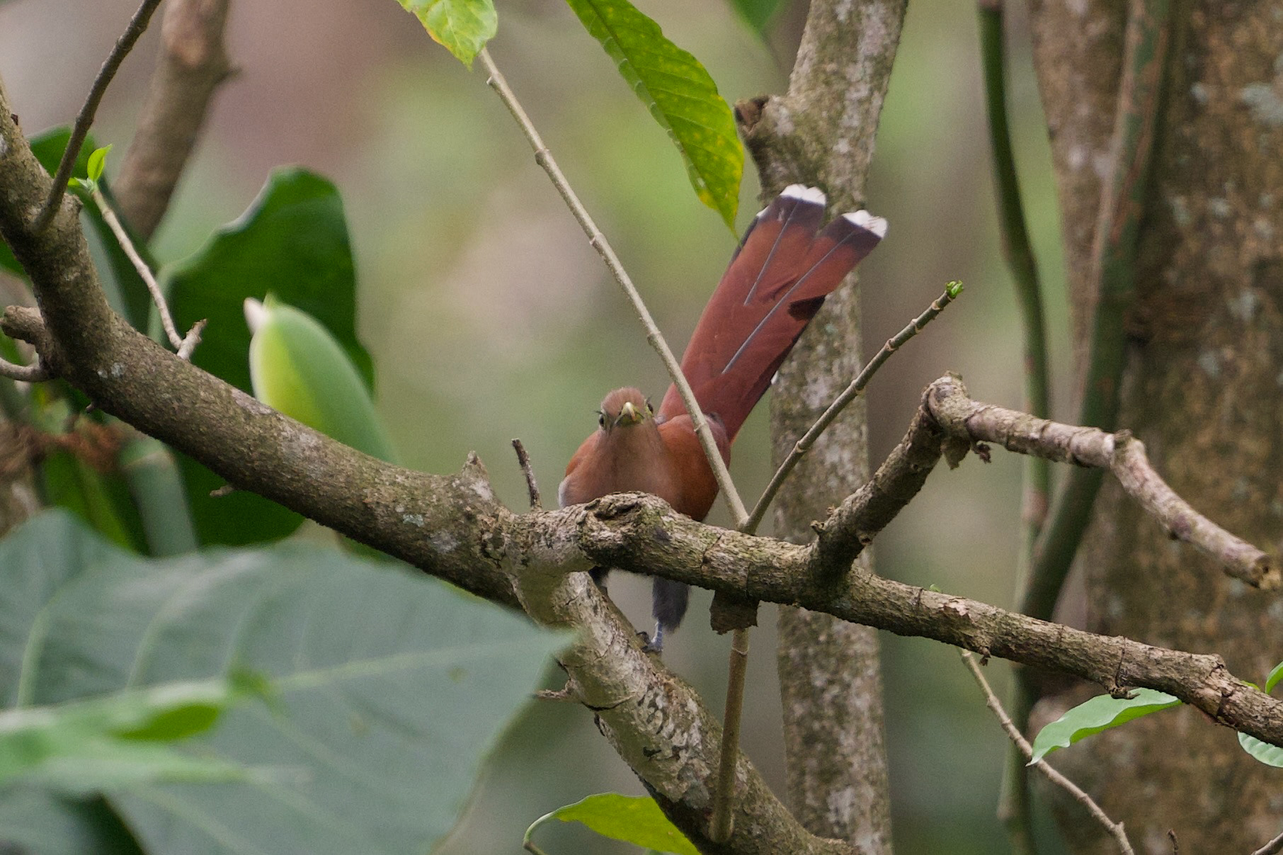 Squirrel Cuckoo