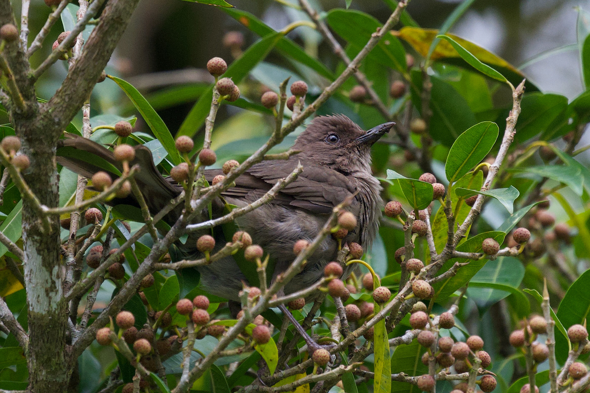 Mountain Thrush