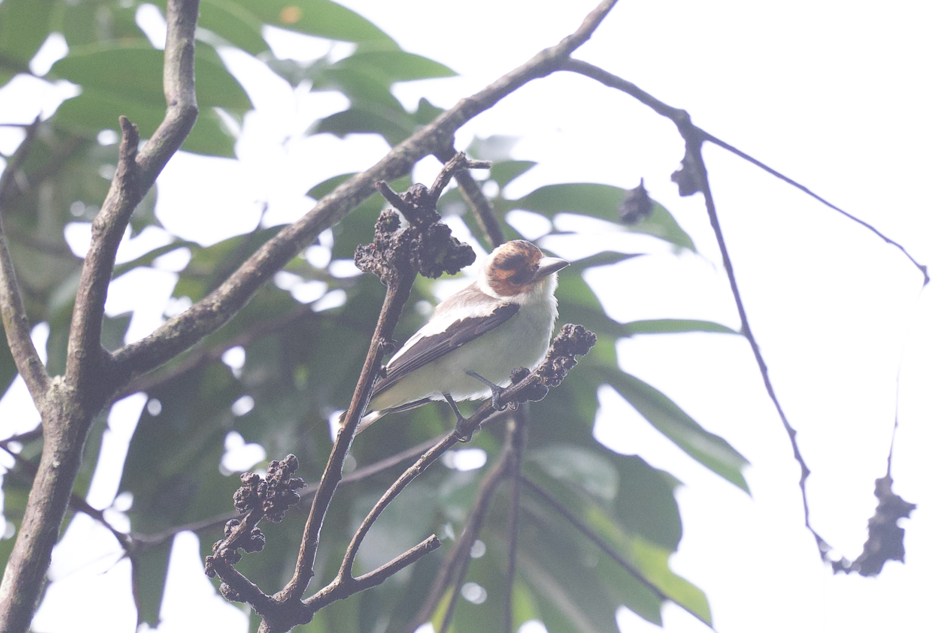 Black-crowned Tityra