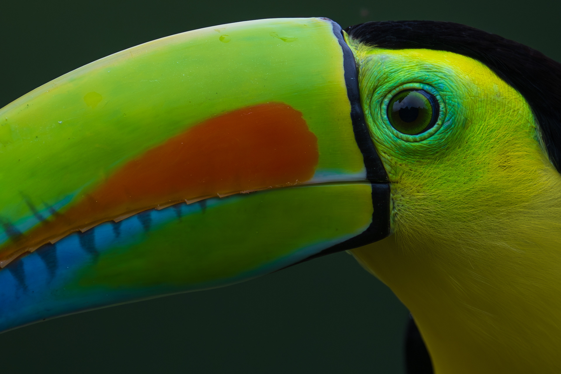 Keel-billed Toucan