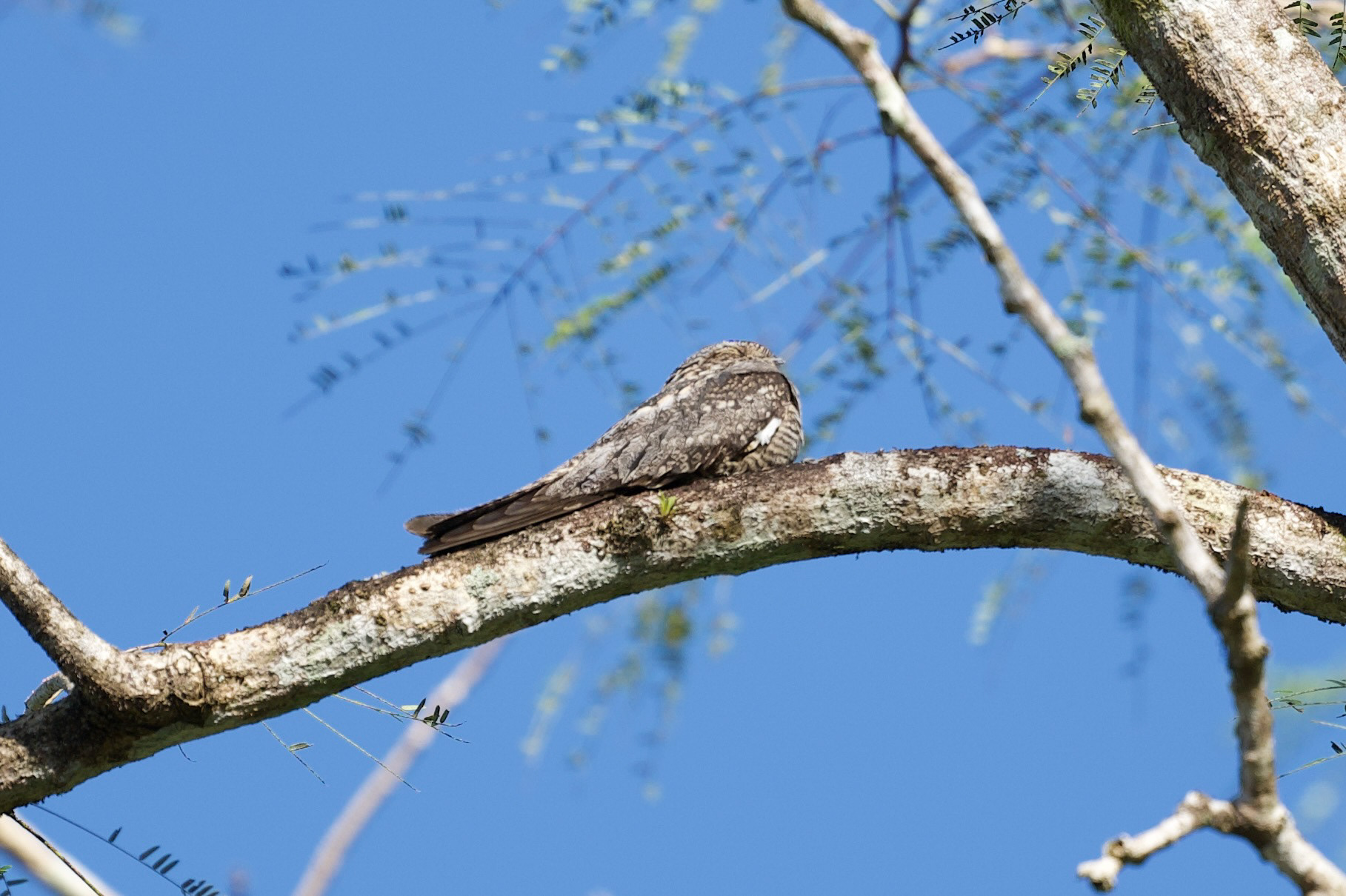 Lesser Nighthawk