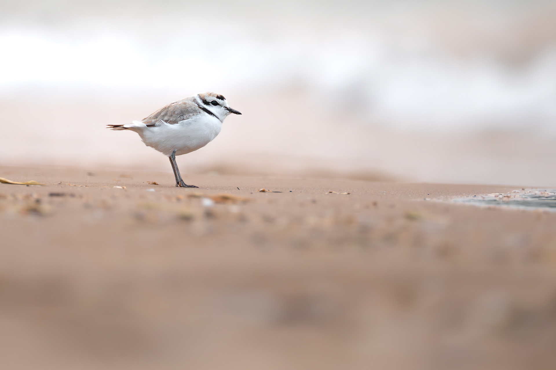Snowy Plover