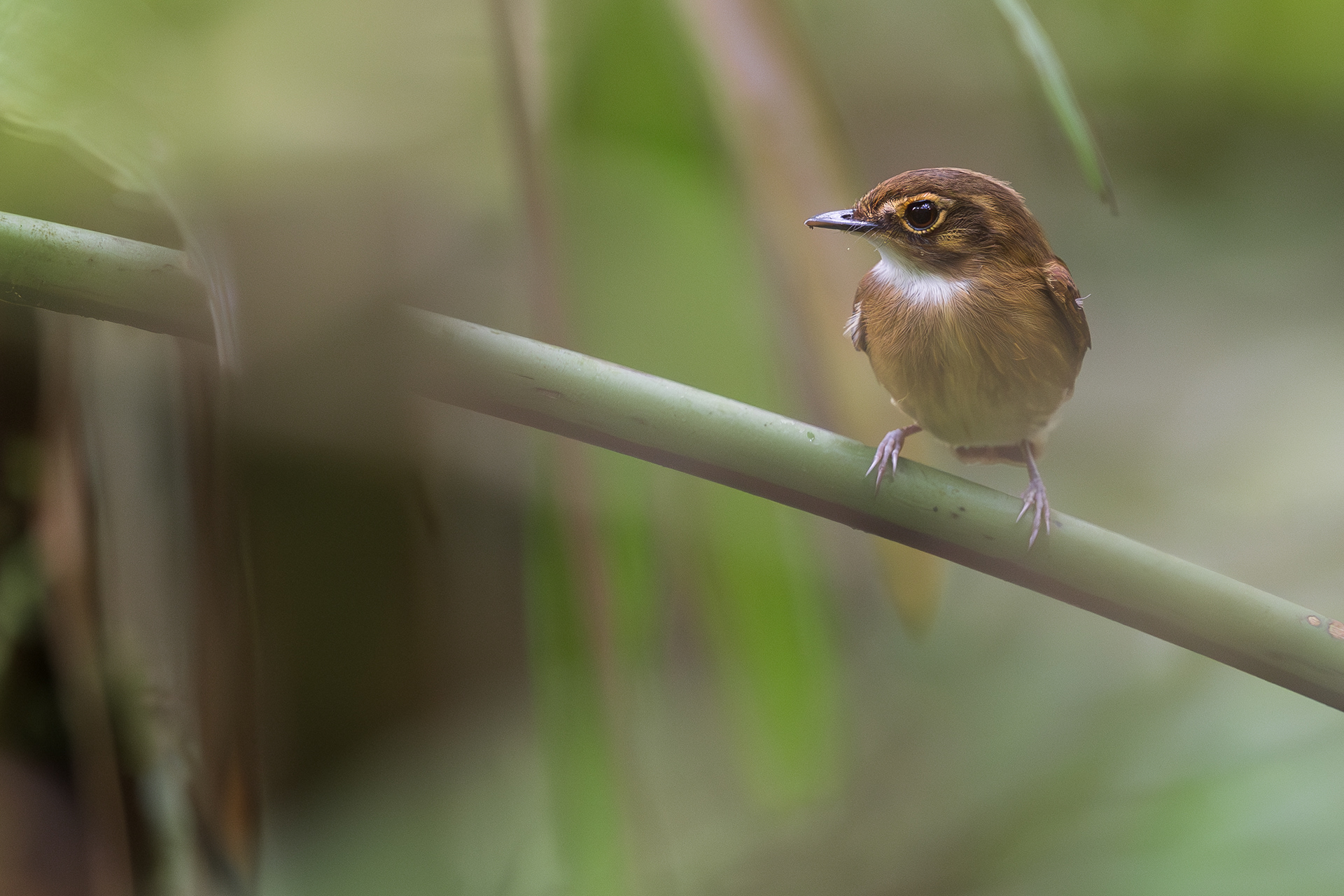 White-throated Spadebill