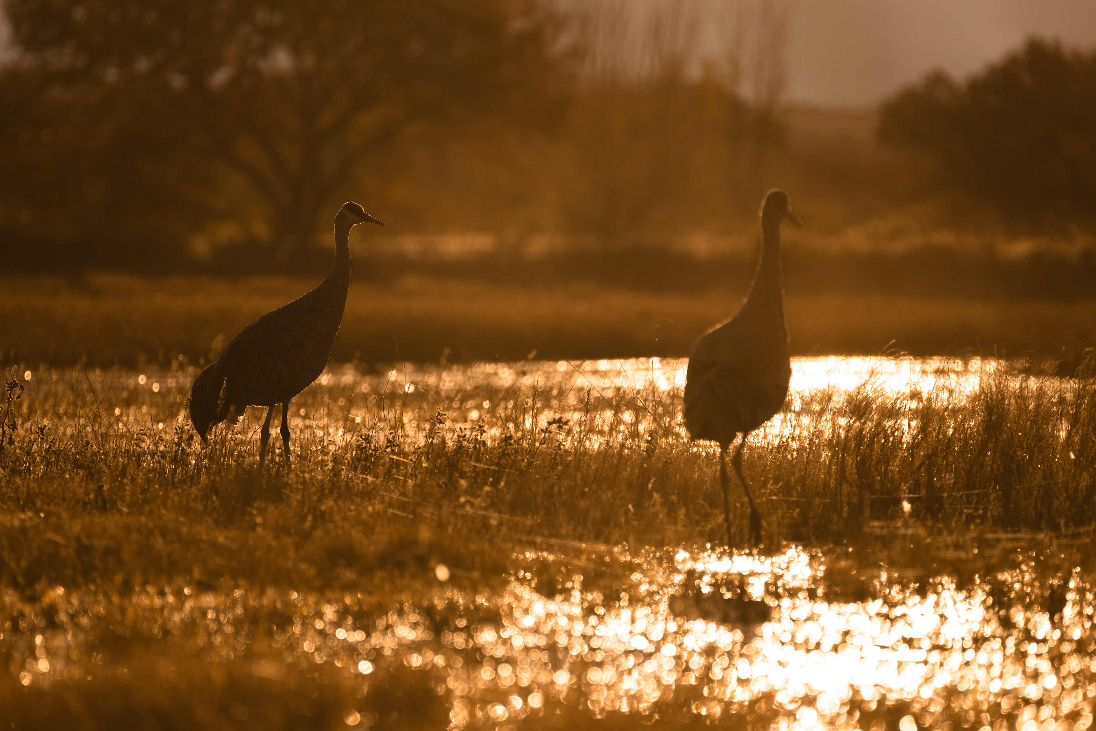 Sandhill Crane
