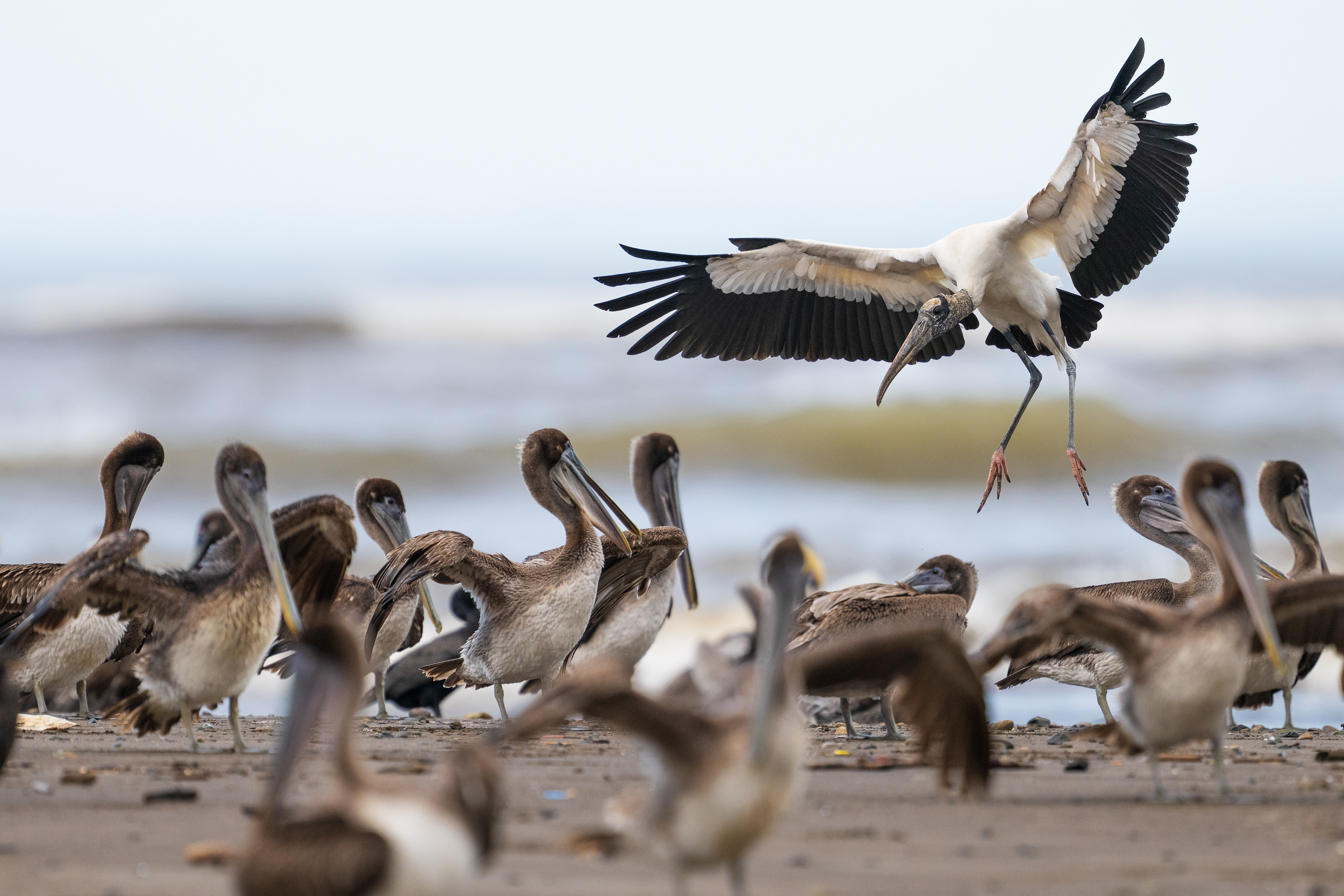 Wood Stork