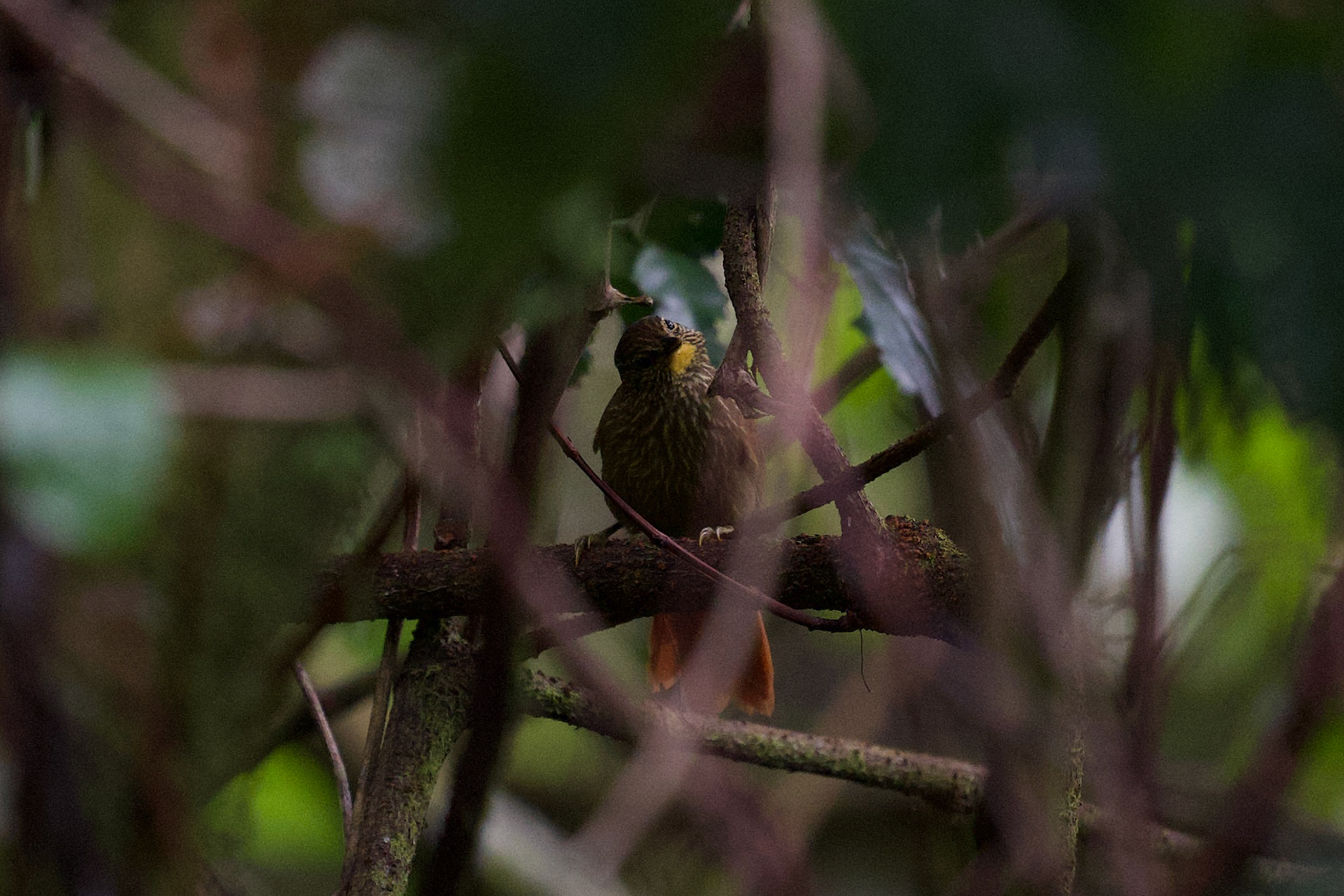 Streak-breasted Treehunter