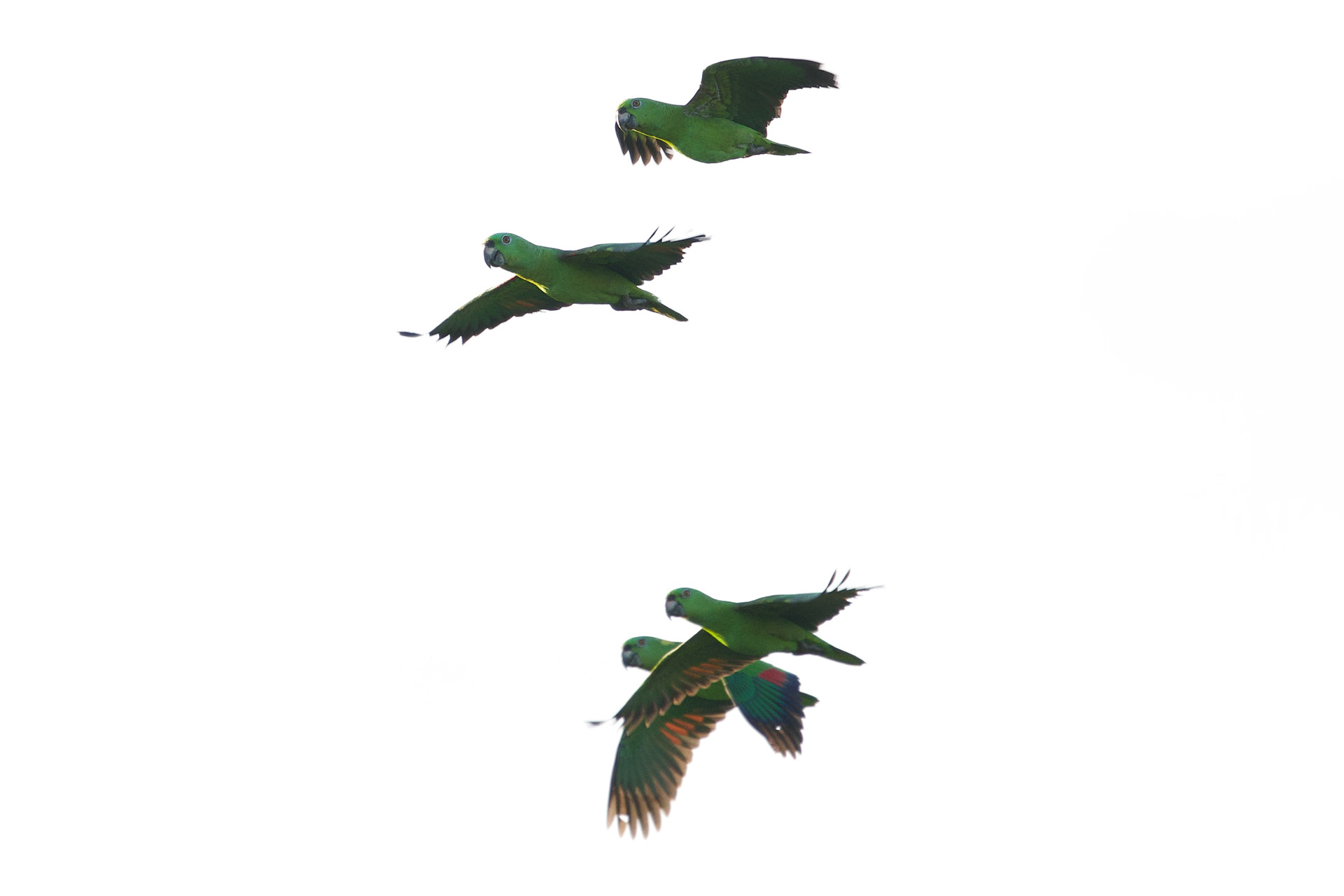 Yellow-naped Amazon
