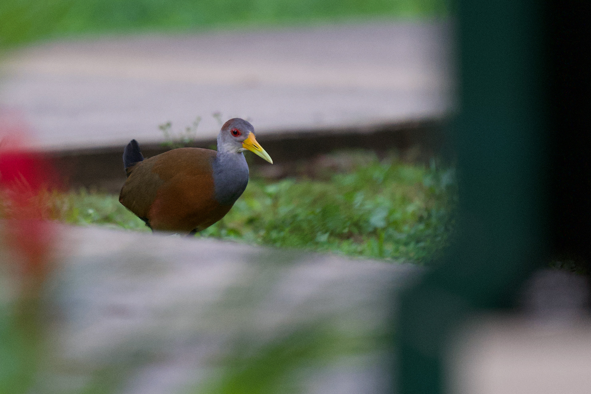 Russet-naped Woodrail