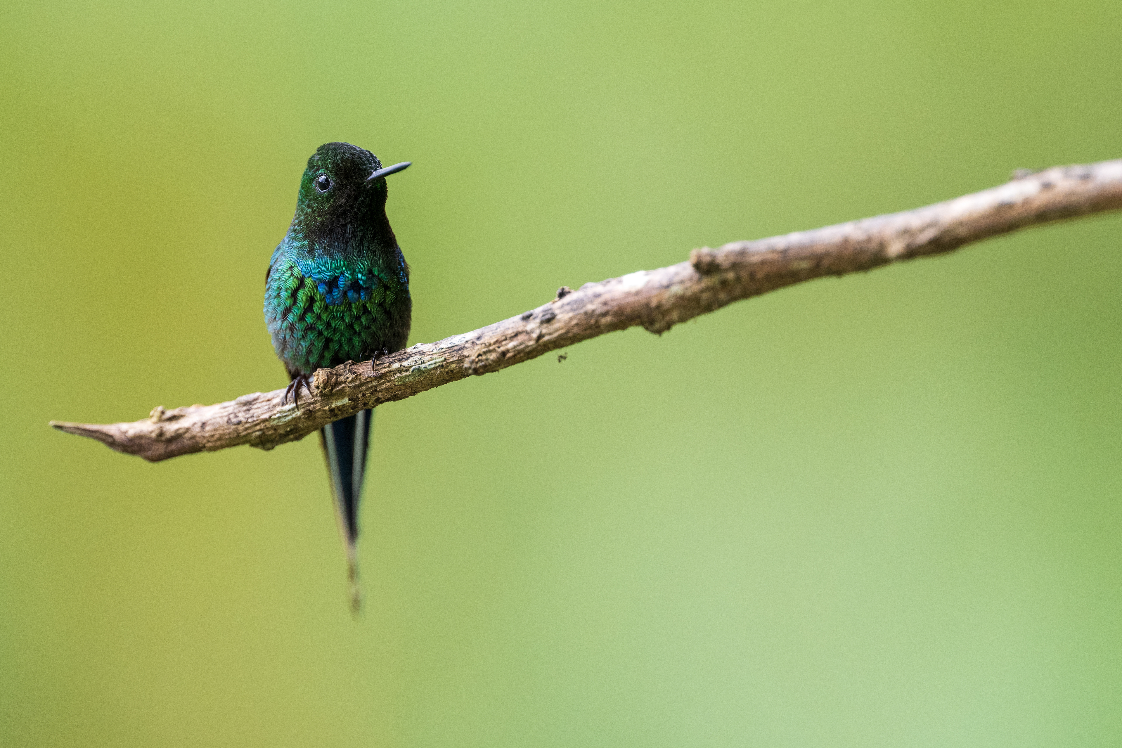 Green Thorntail