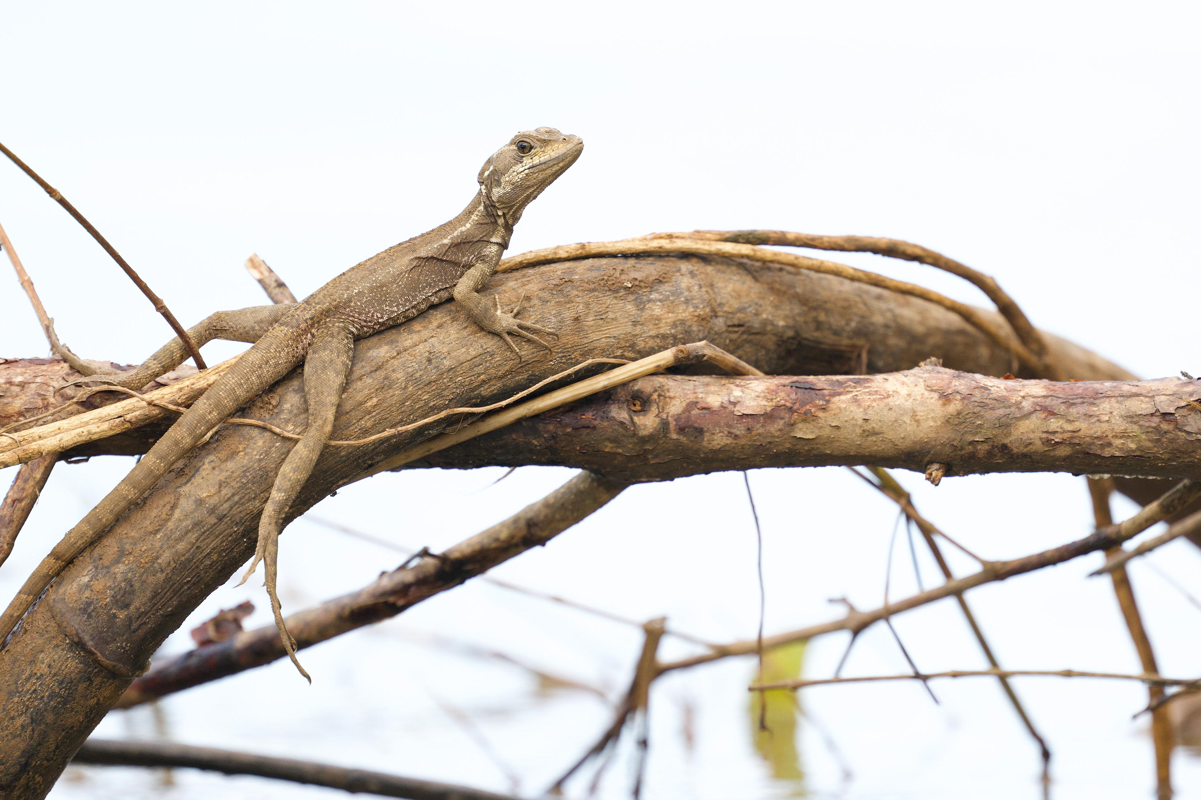 Brown Basilisk