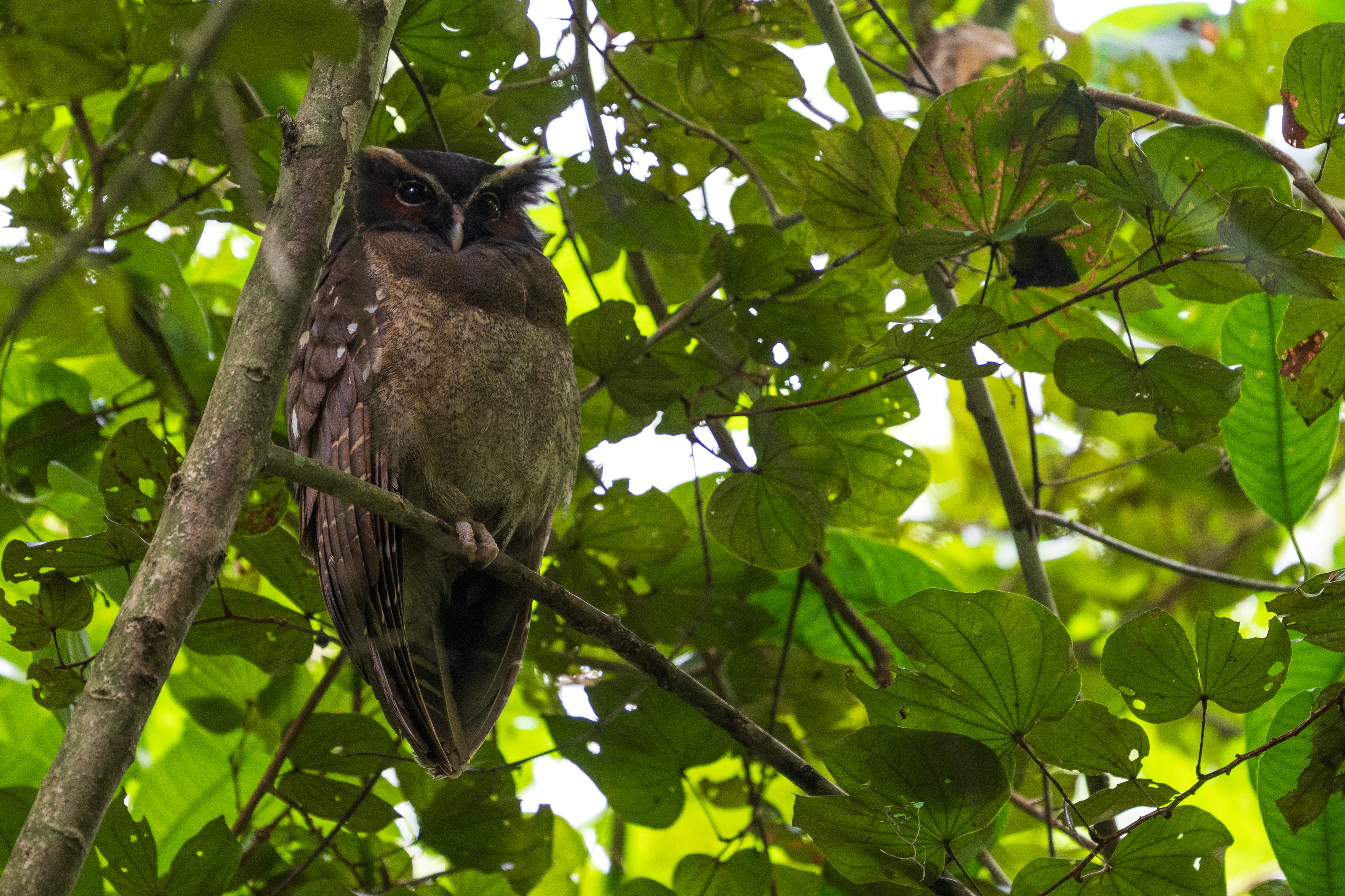Spectacled Owl