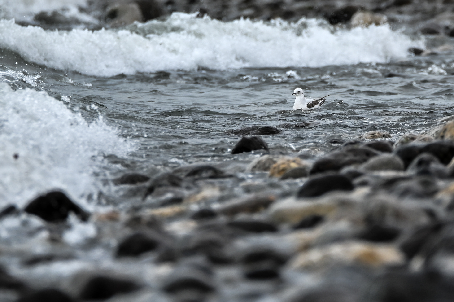 Ross's Gull