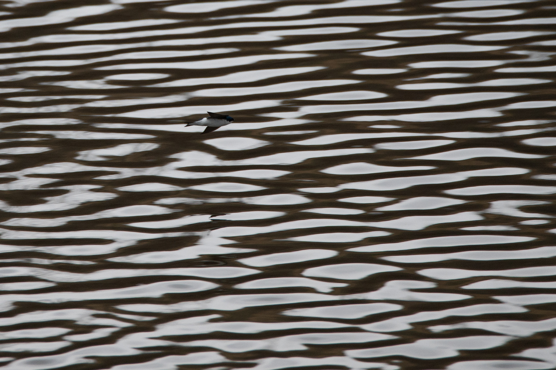 Tree Swallow
