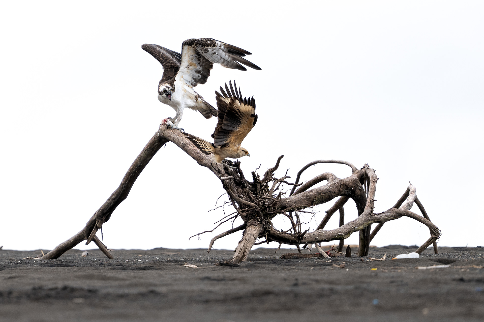 Osprey and Yellow-headed Caracara