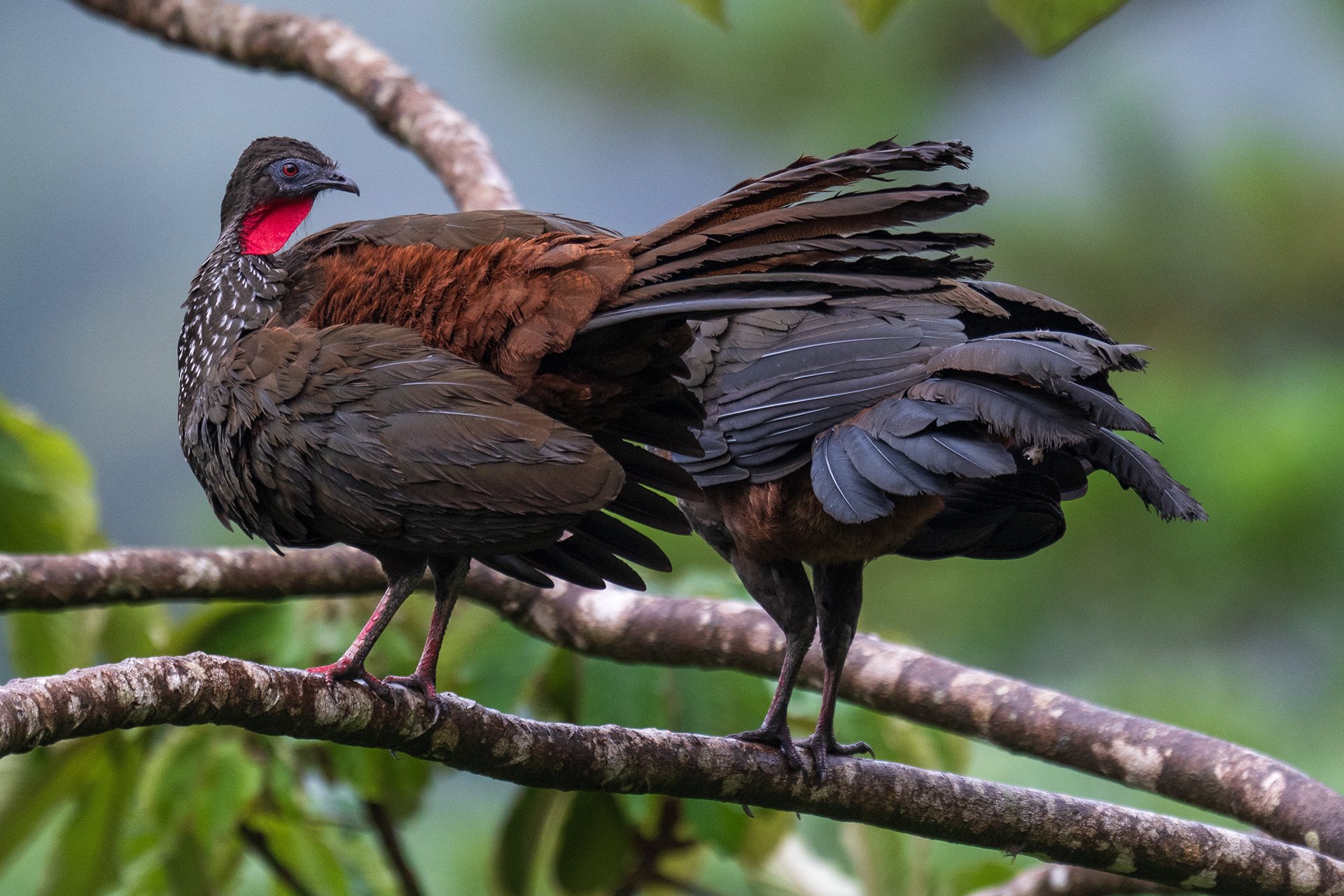Crested Guan