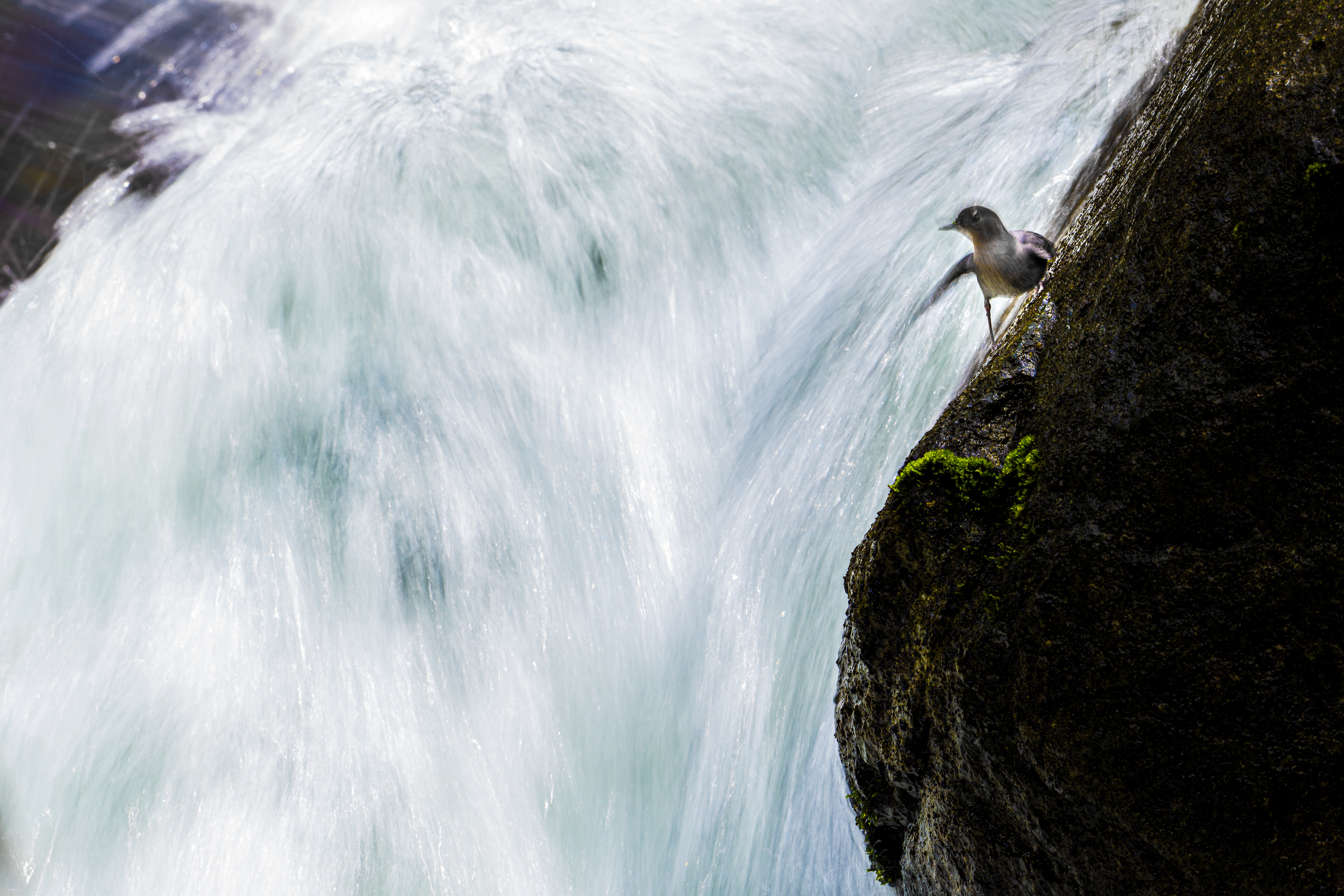 American Dipper