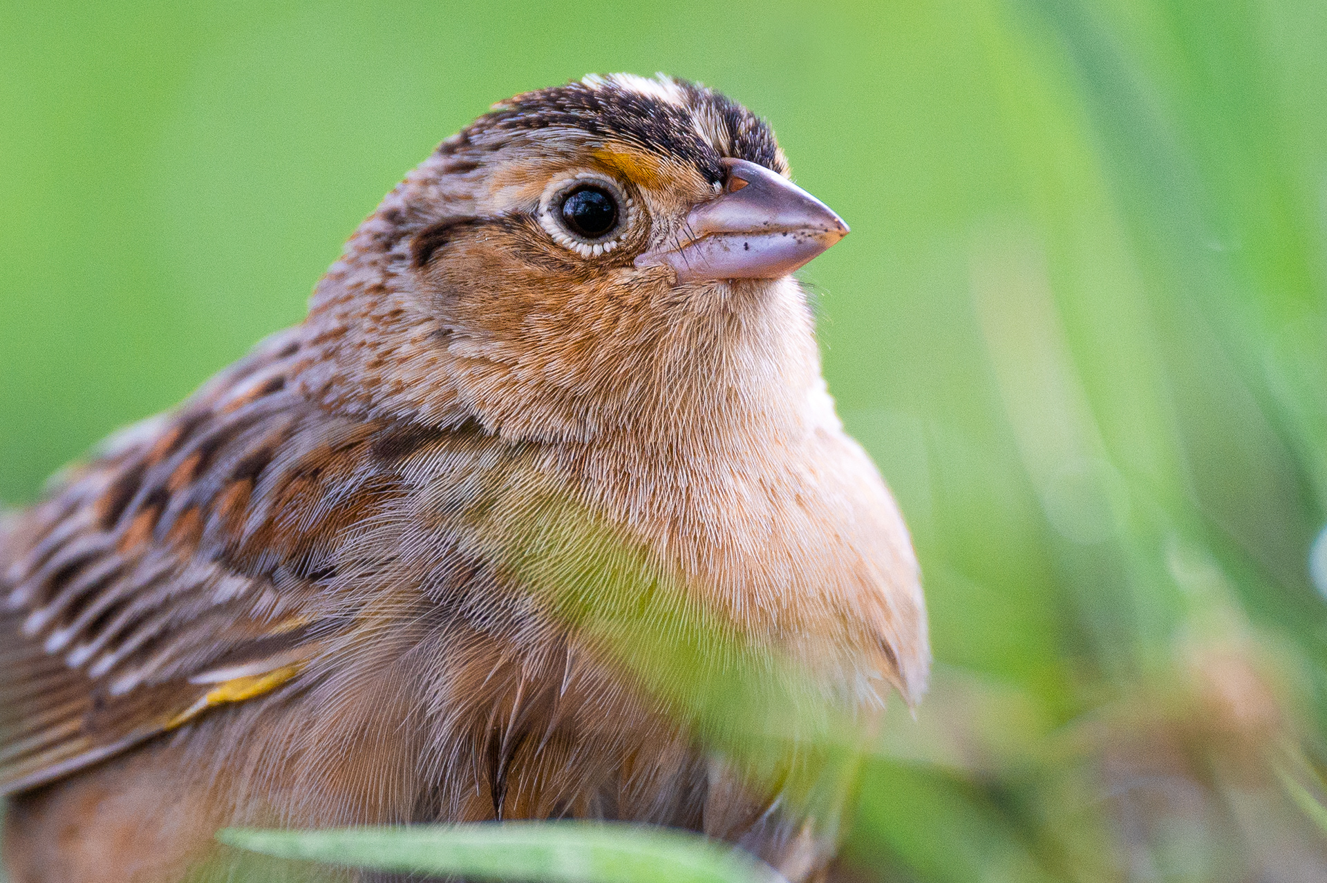 Grasshopper Sparrow