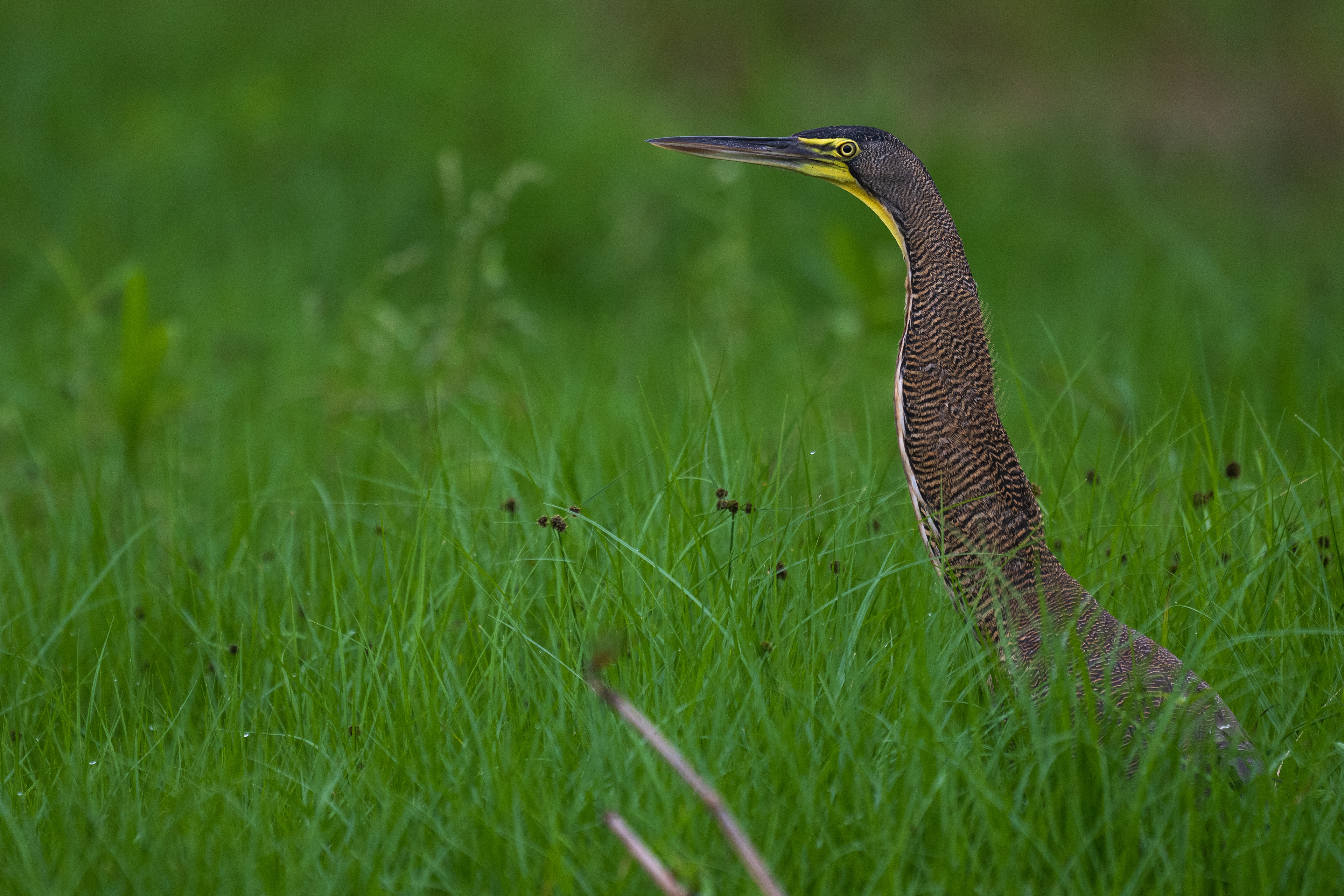 Bare-throated Tiger-Heron