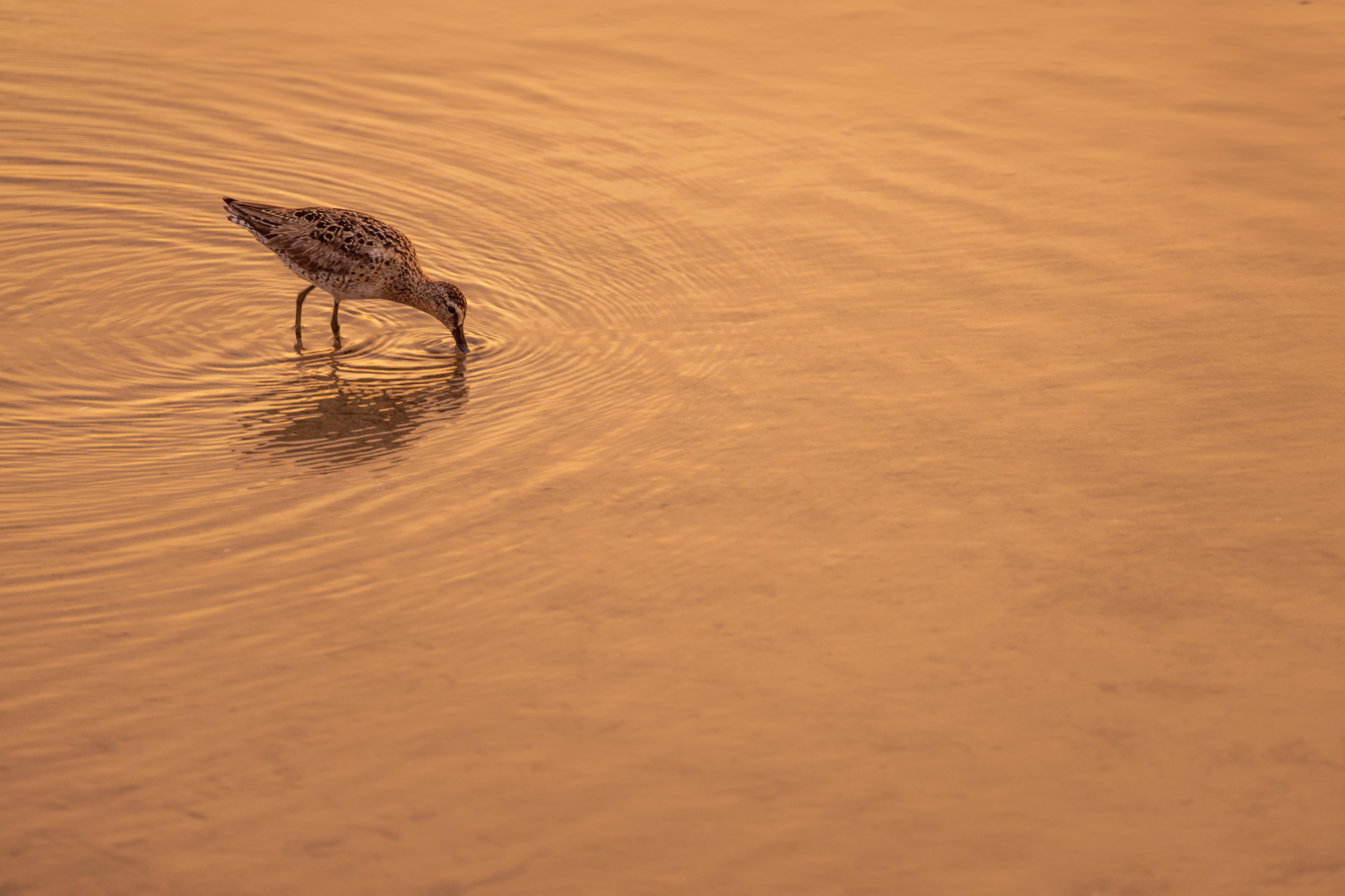 Short-billed Dowitcher