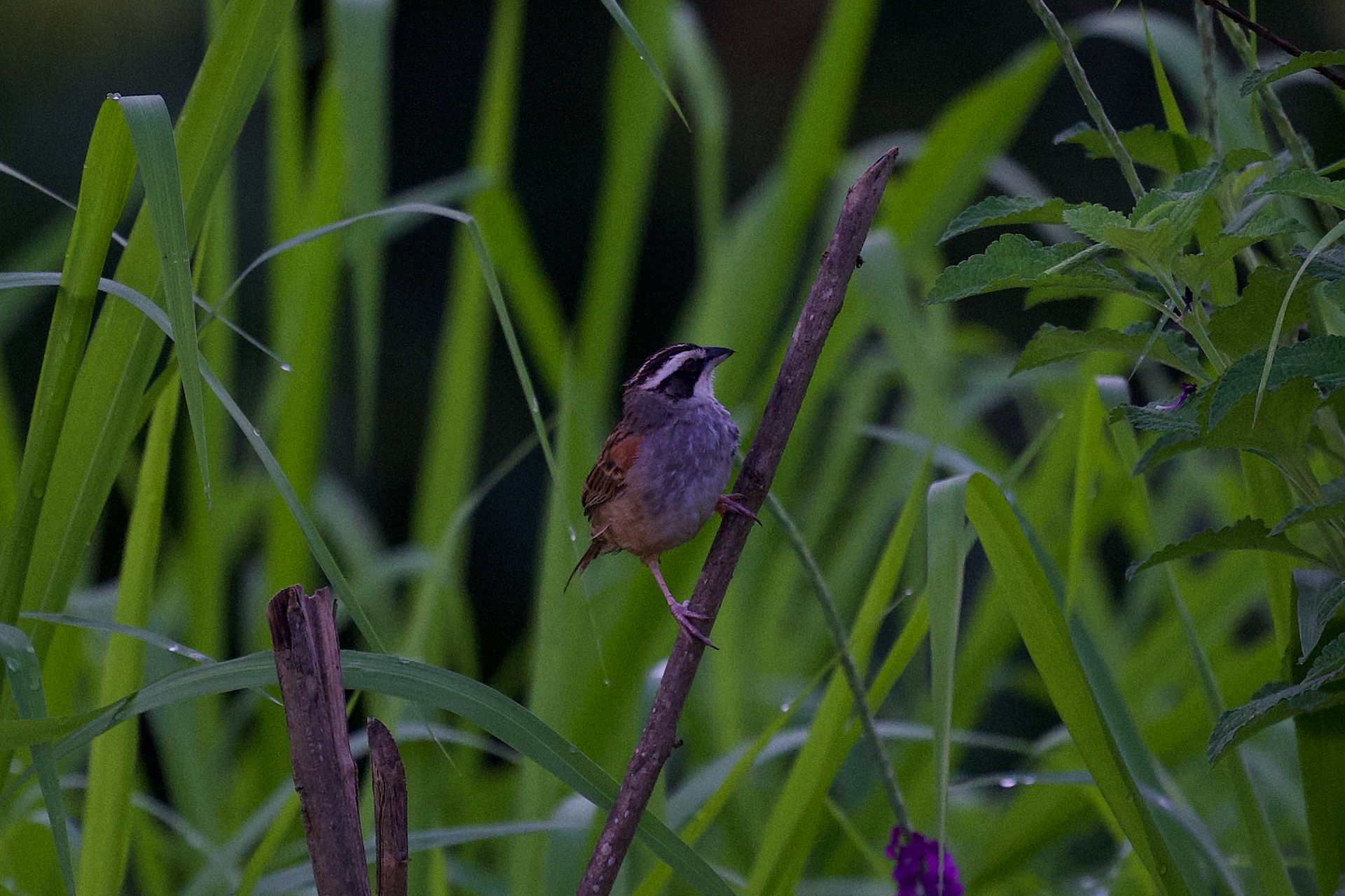 Stripe-headed Sparrow