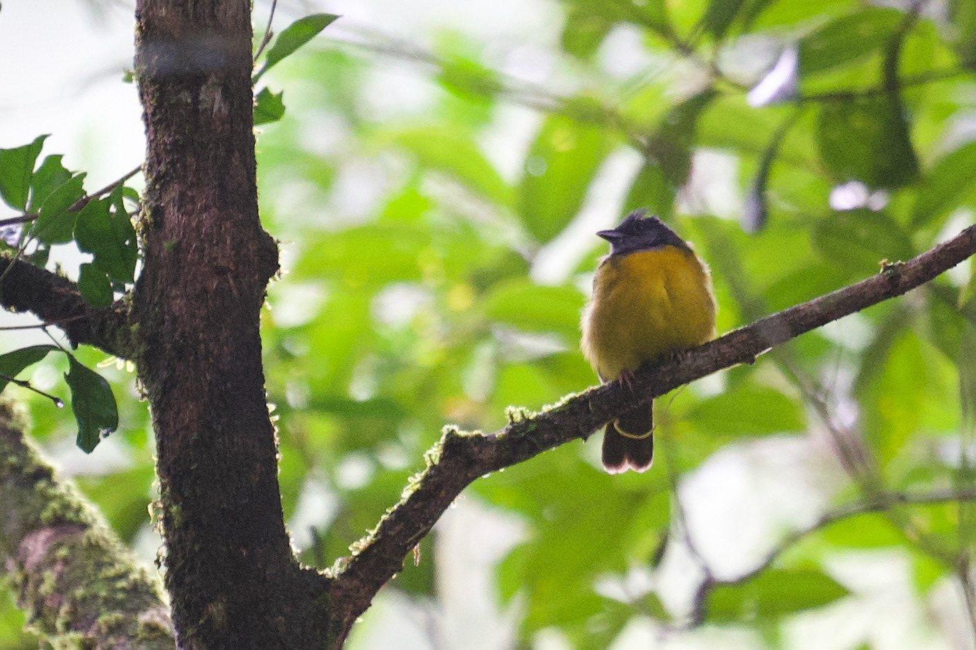 Gray-headed Tanager