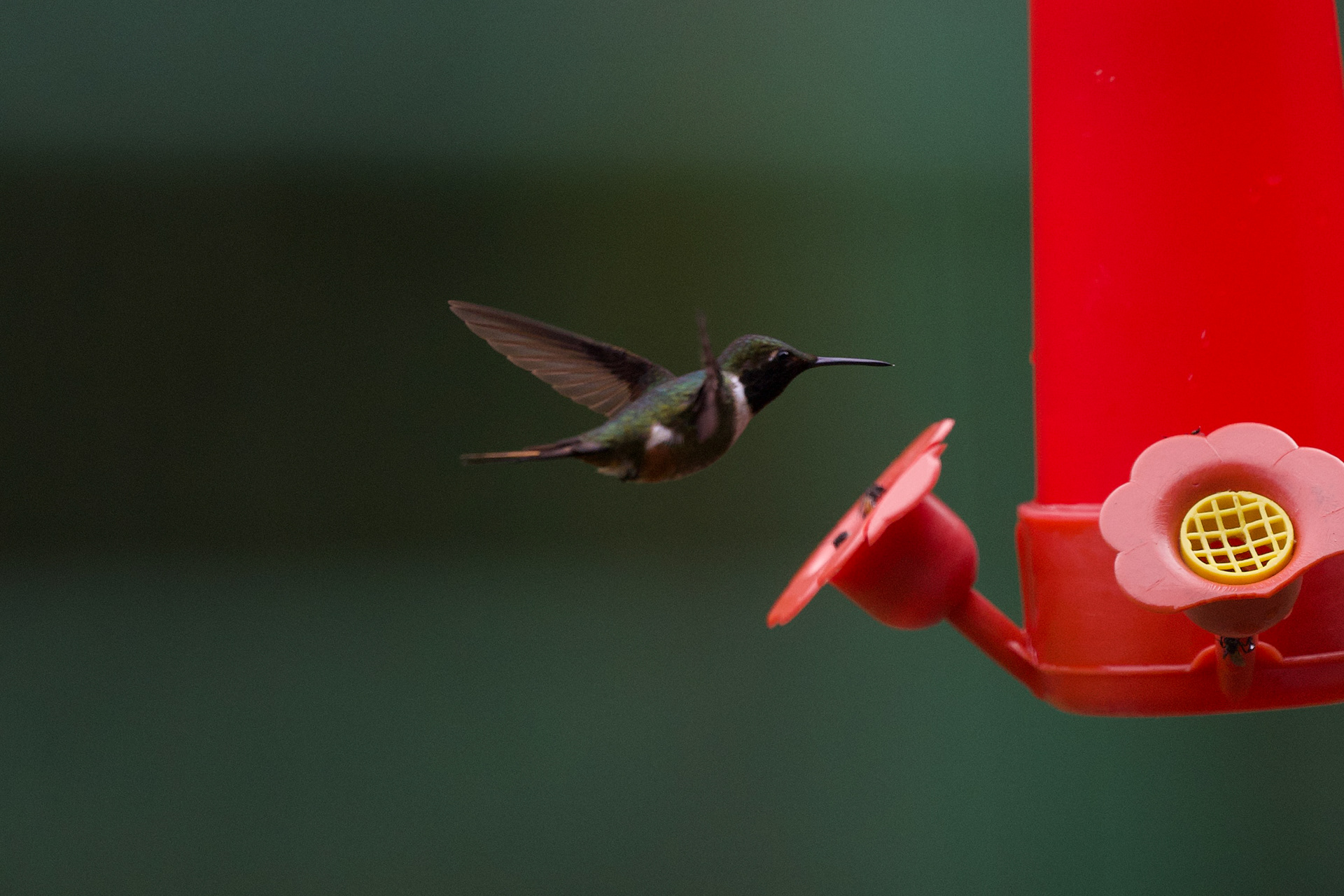 Magenta Throated Woodstar
