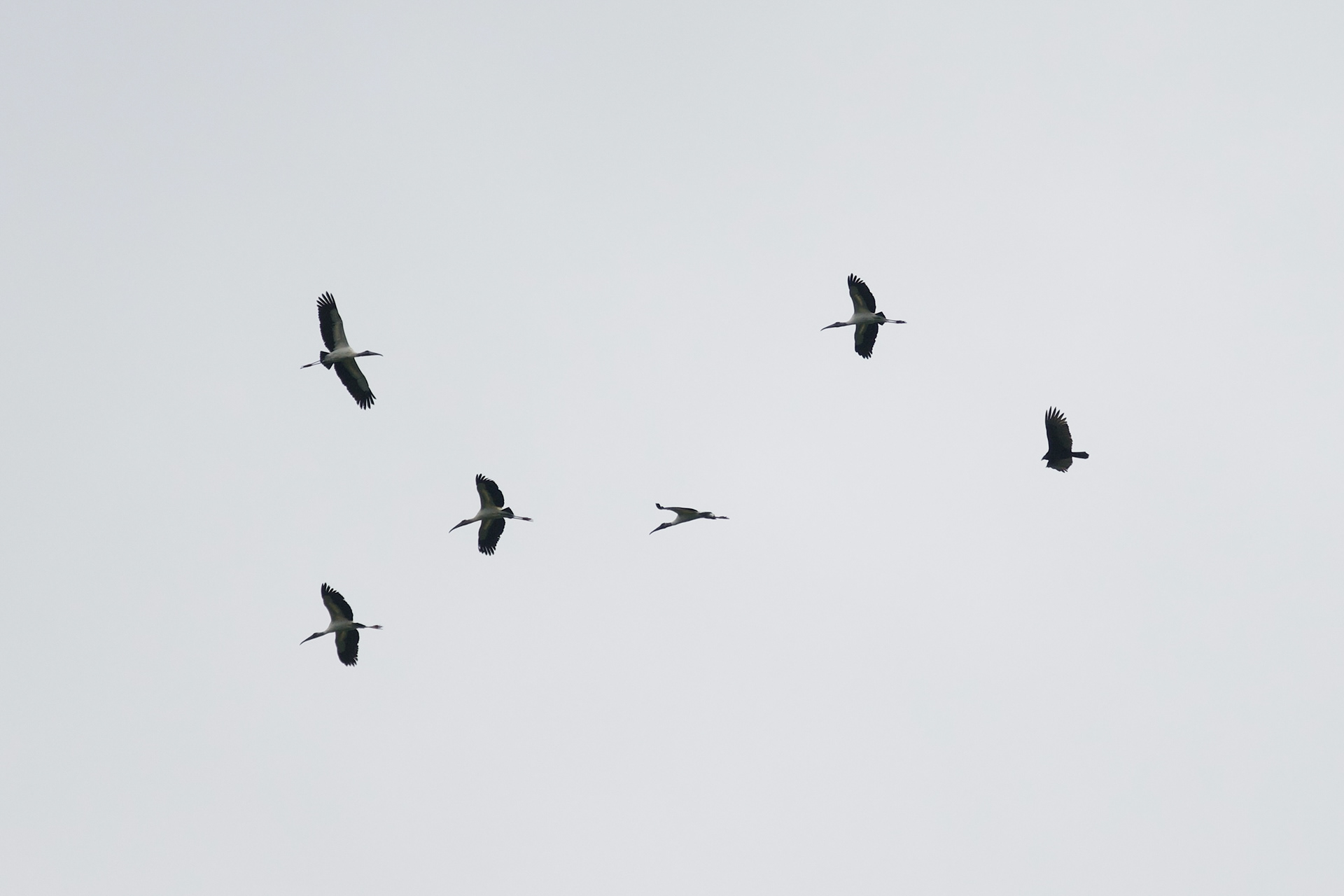 Wood Storks kettling with Turkey Vulture