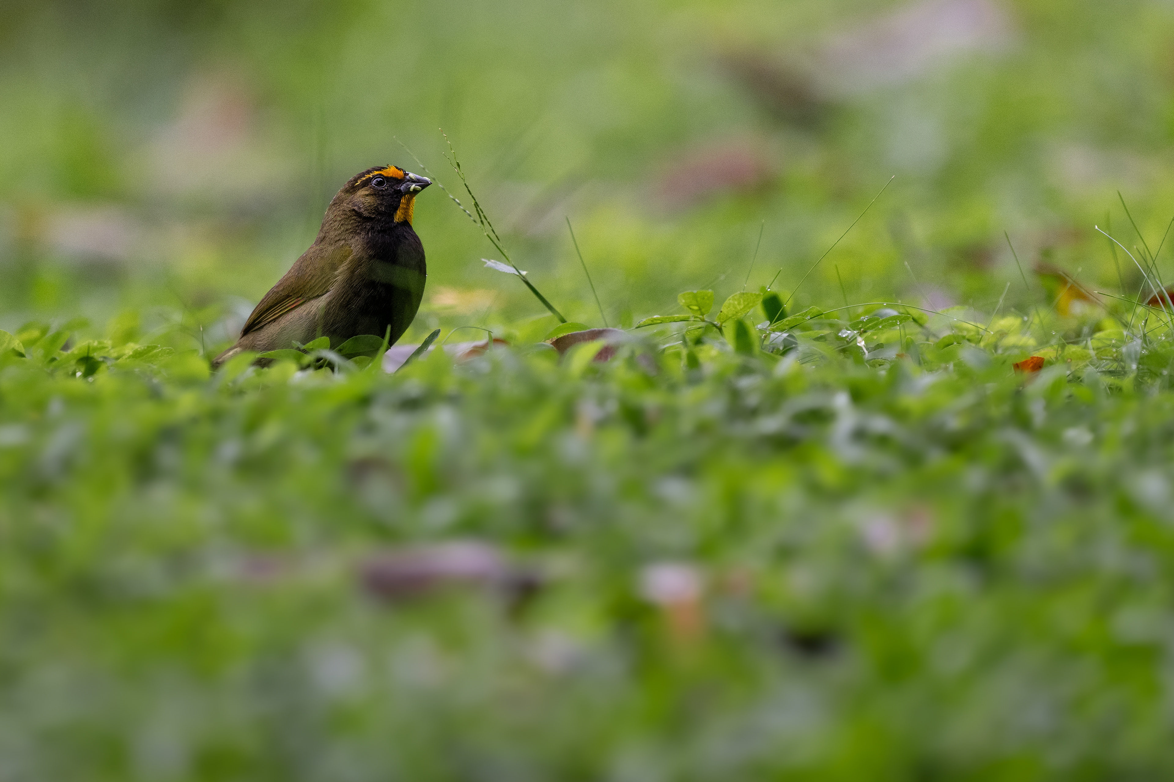 Yellow-faced Grassquit