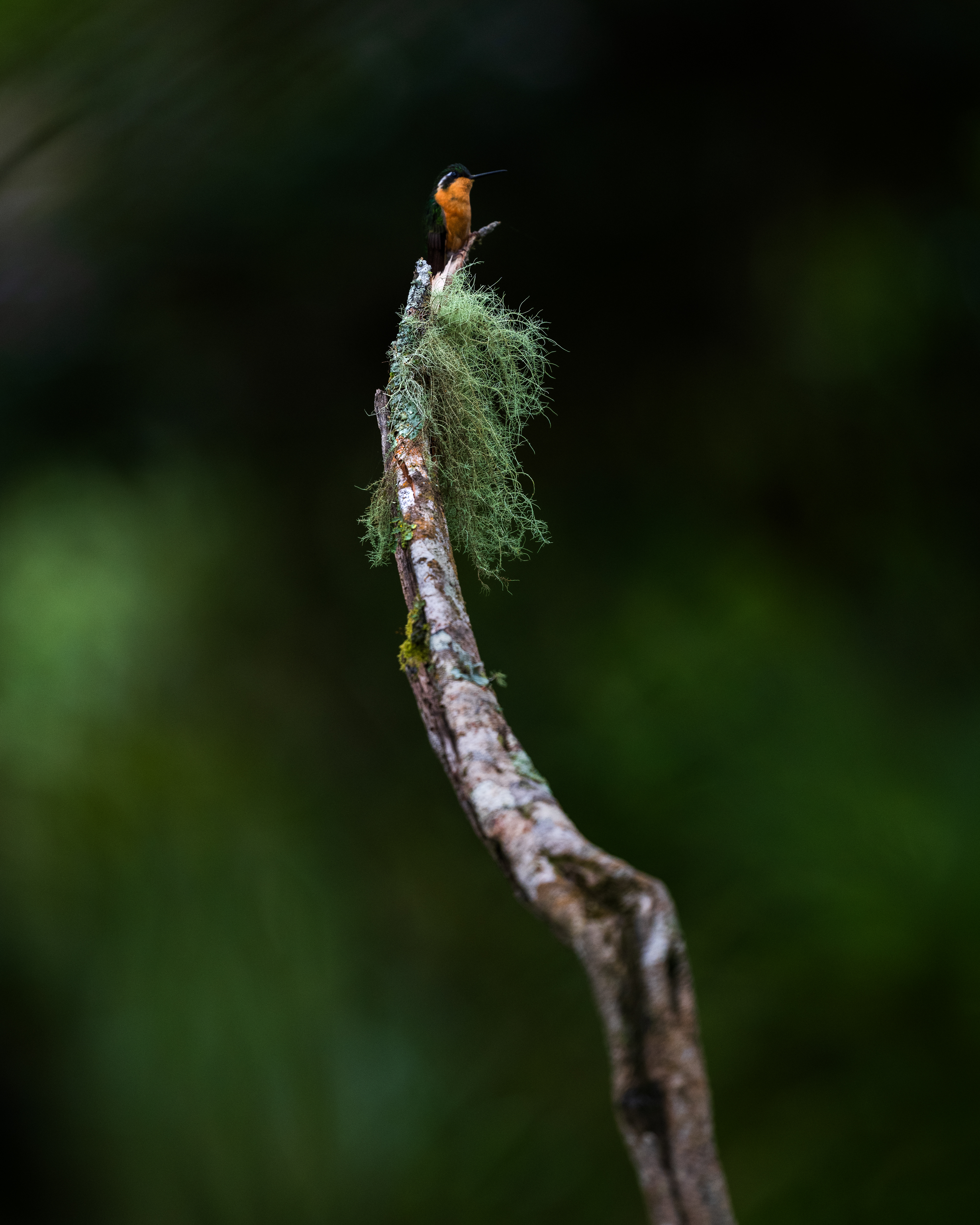 White-throated Mountain Gem