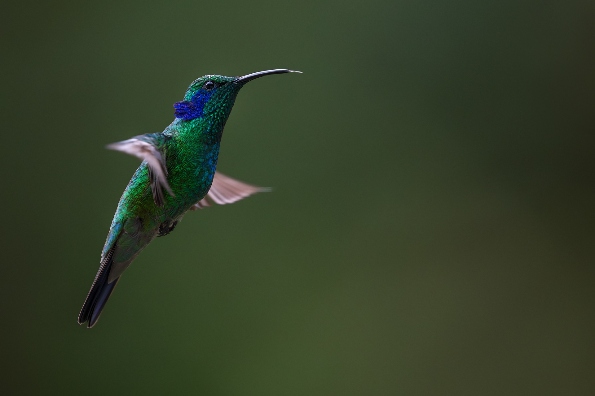 Lesser Violetear