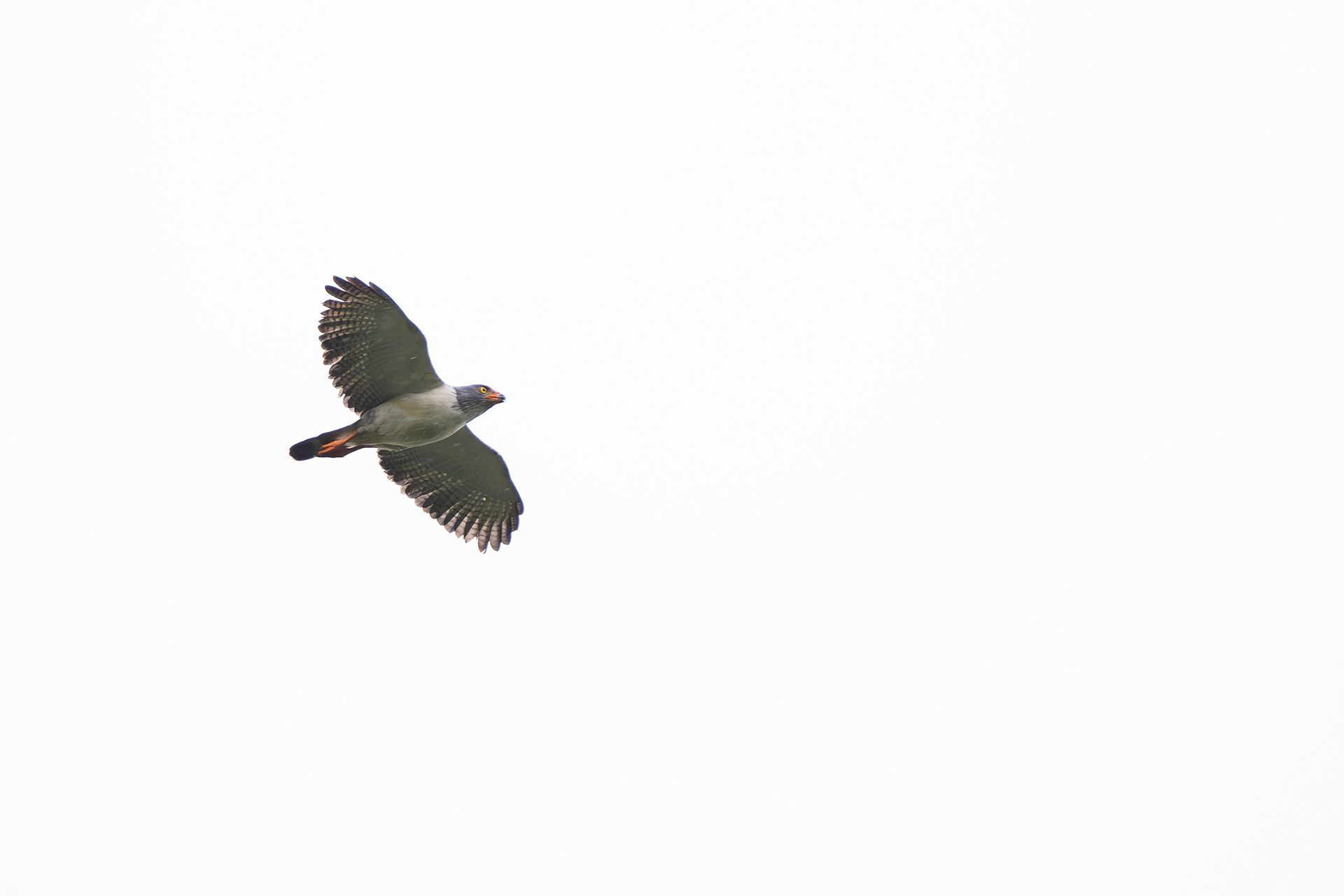 Semiplumbeous Hawk