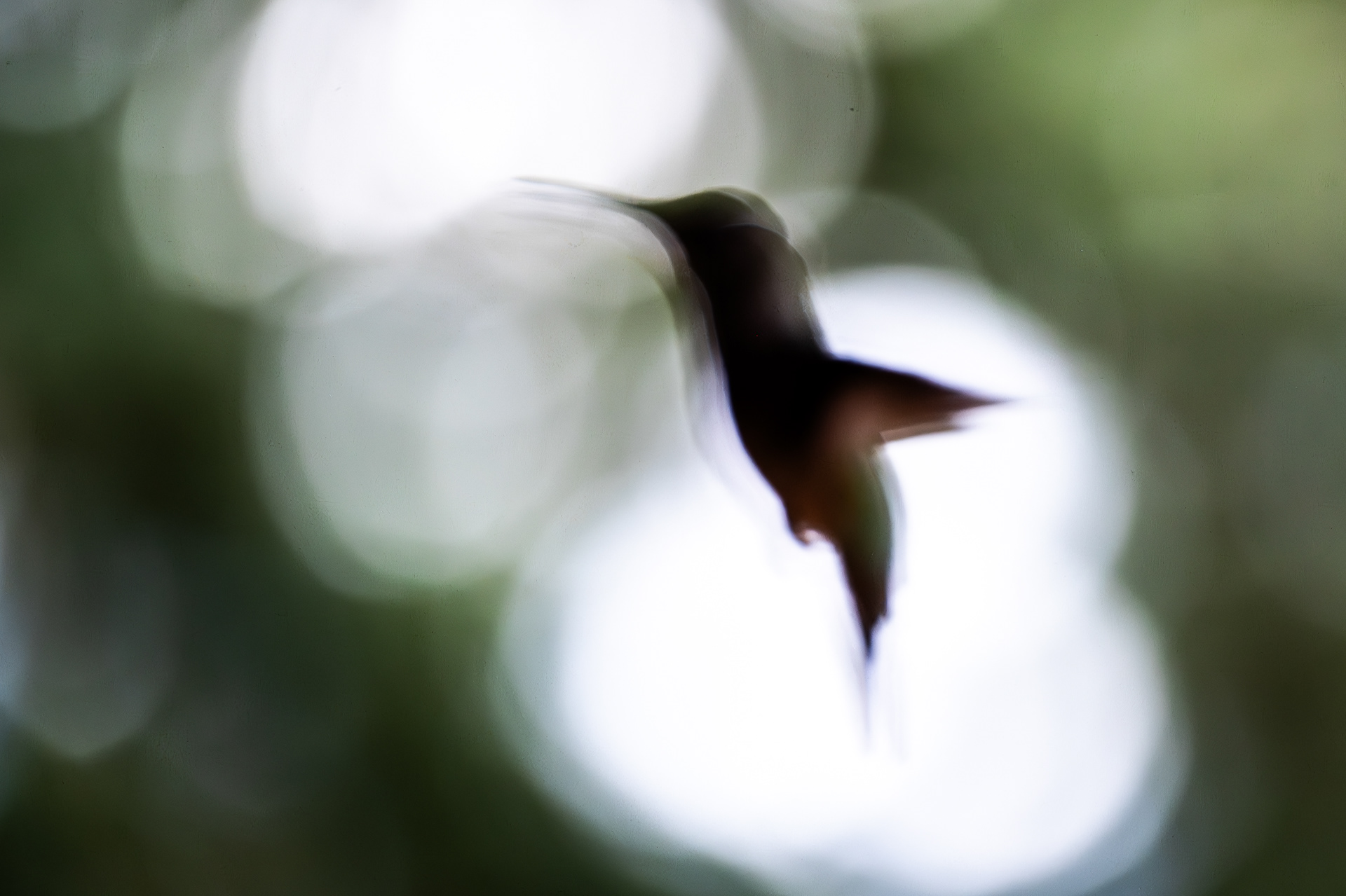 Broad-tailed Hummingbird
