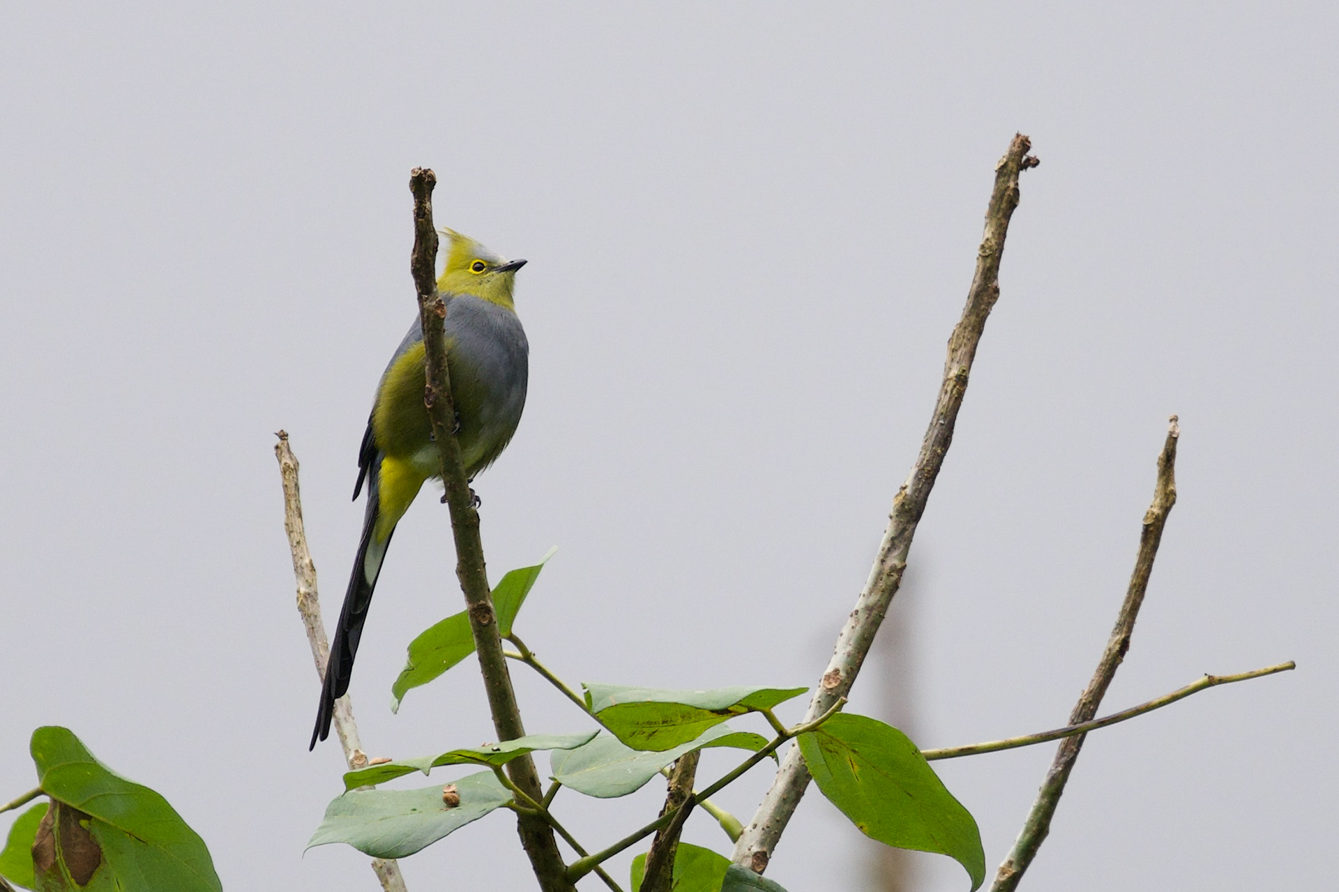 Long-tailed Silky Flycatcher